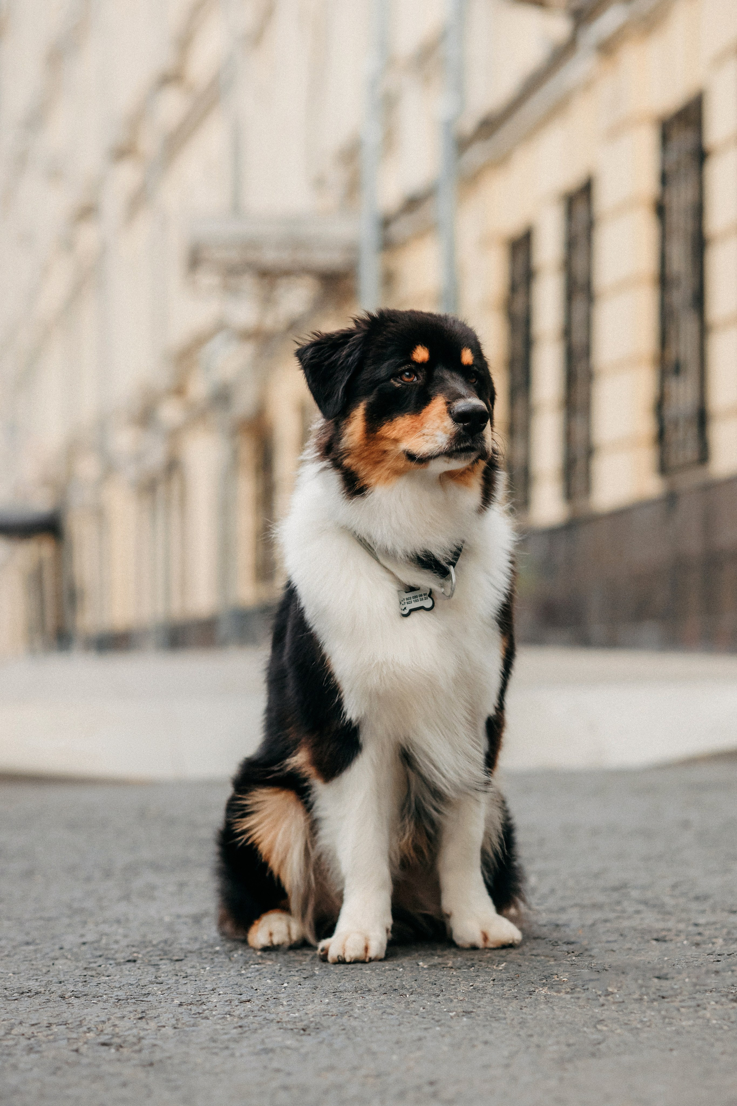 Лена и Рэй. Фотограф-анималист Елена Радченко, Москва
