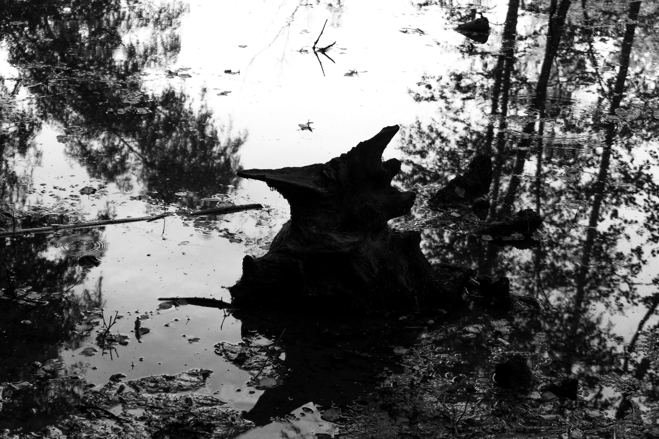 Blackwhite street. Фотограф Алёна Корнеева
