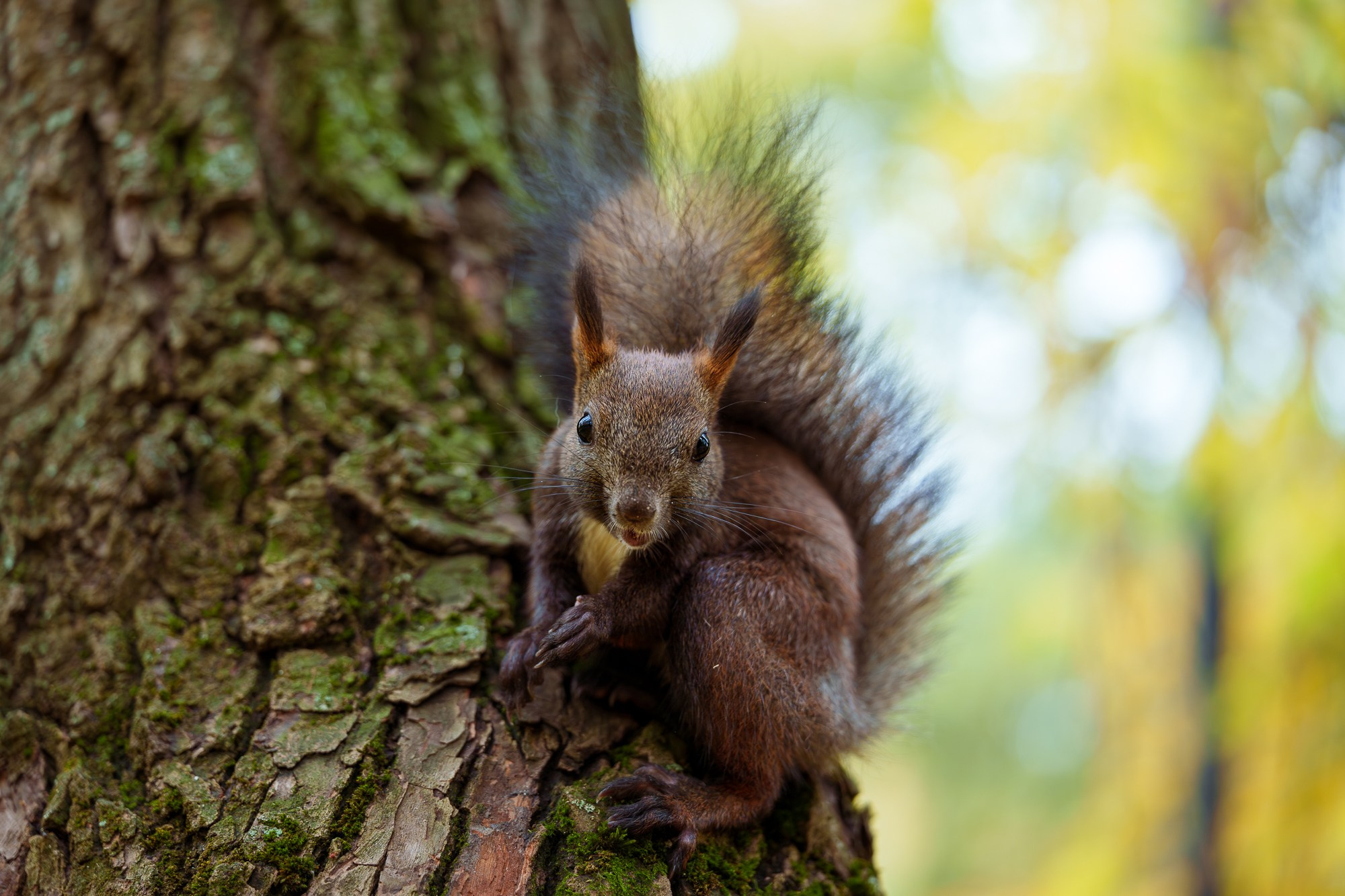 Животные. Ваш личный фотограф Марина Волкова