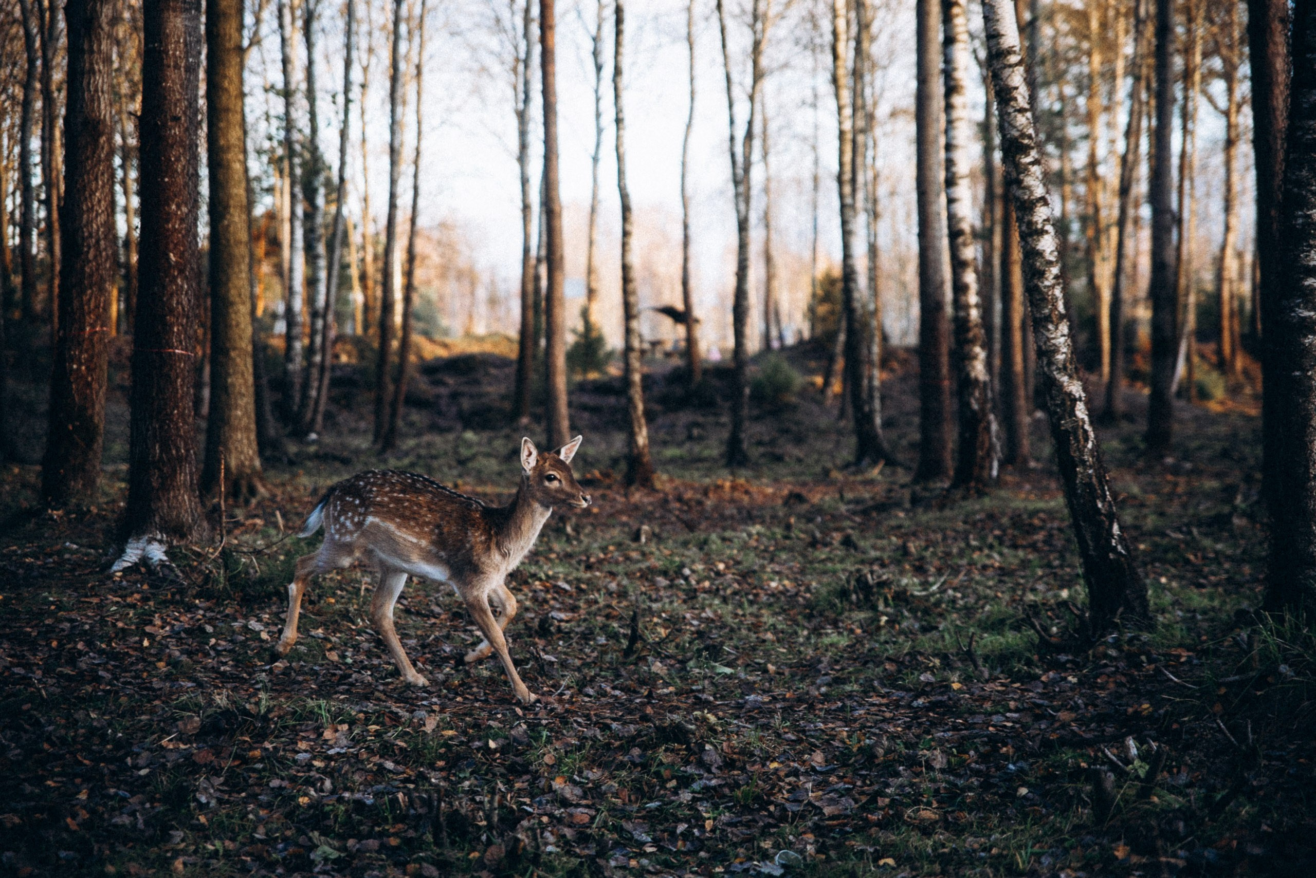 Диприз 🦌🌿🦝. Anita_photo