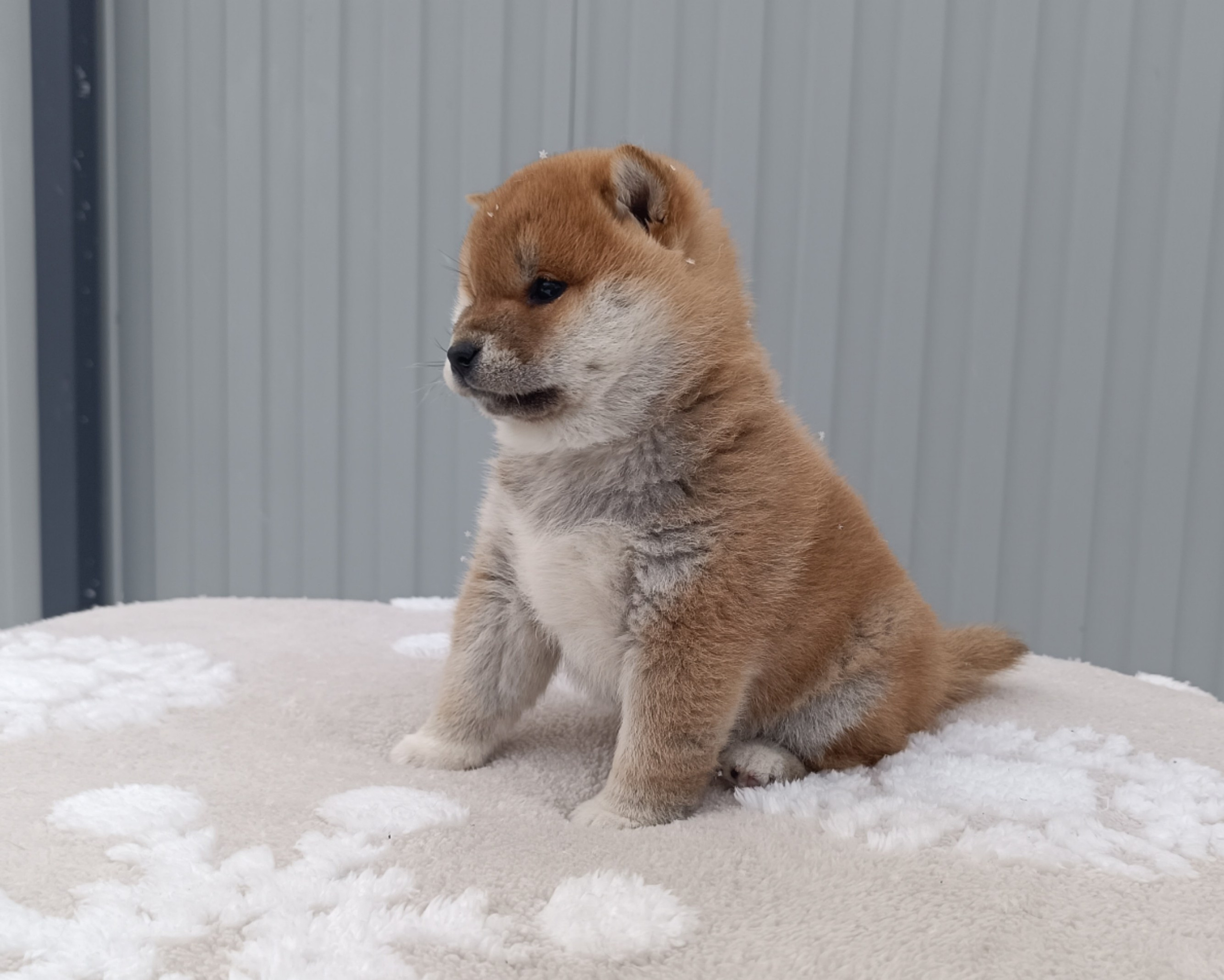 сиба питомник Рубилайт щенки на продажу rubylight  сиба щенки купить СПб Санкт-Петербург 