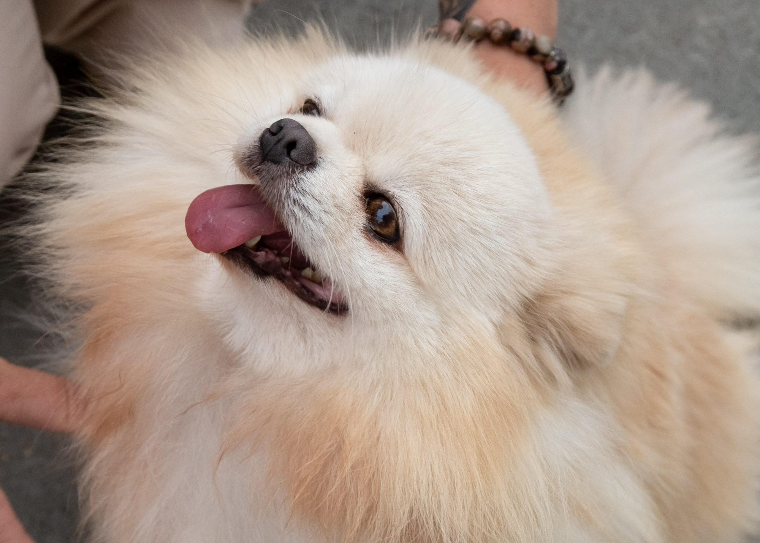 Фотосессия с животными. Фотограф в Барнауле Татьяна Чурикова