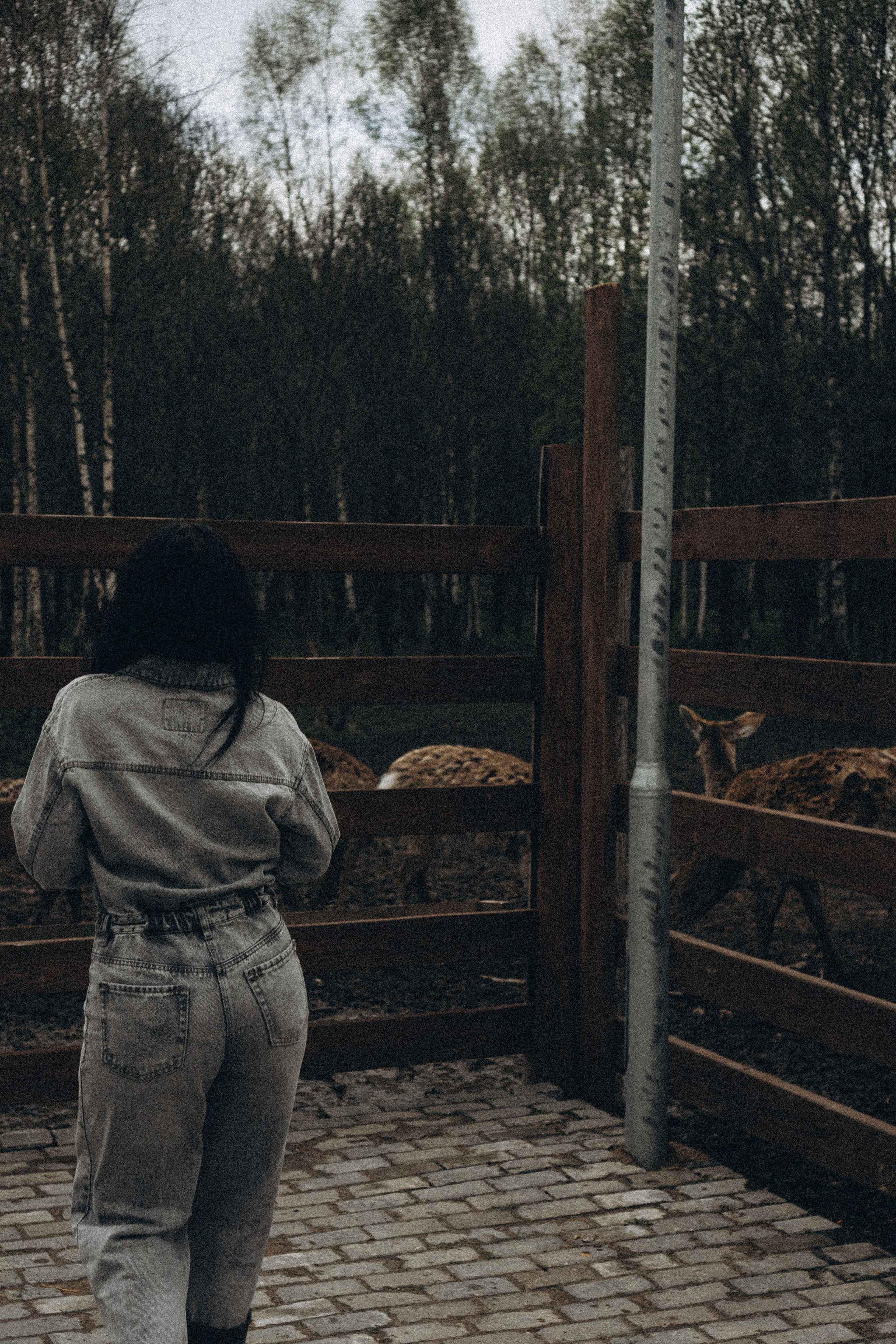 ОЛЕНЬЯ ФЕРМА В ТВЕРИ. Профессиональный фотограф, Санкт-Петербург — Виктория Богомолова