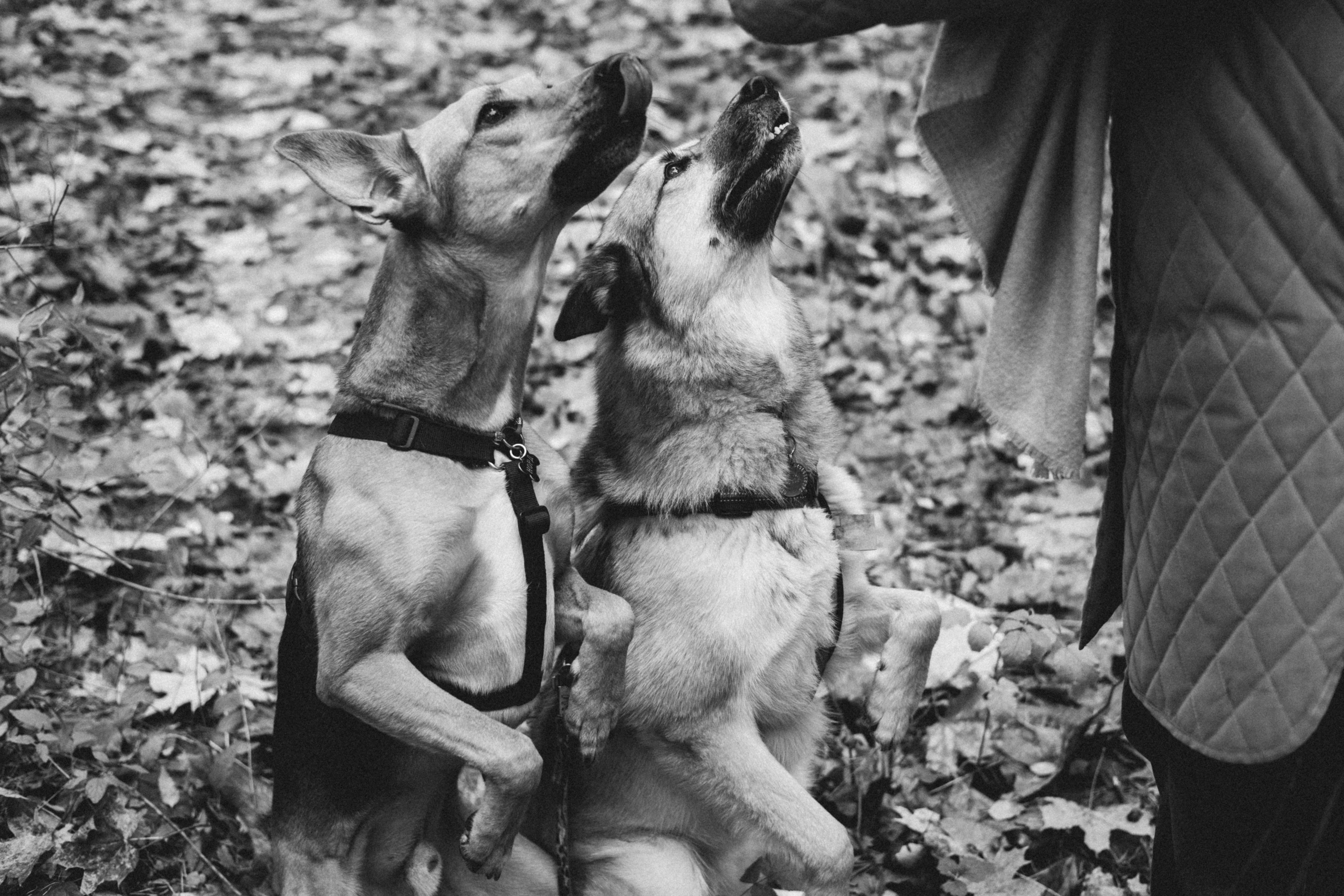 Нелли, Лёша, Рэй и Норд. Фотограф Анна Луценко Москва