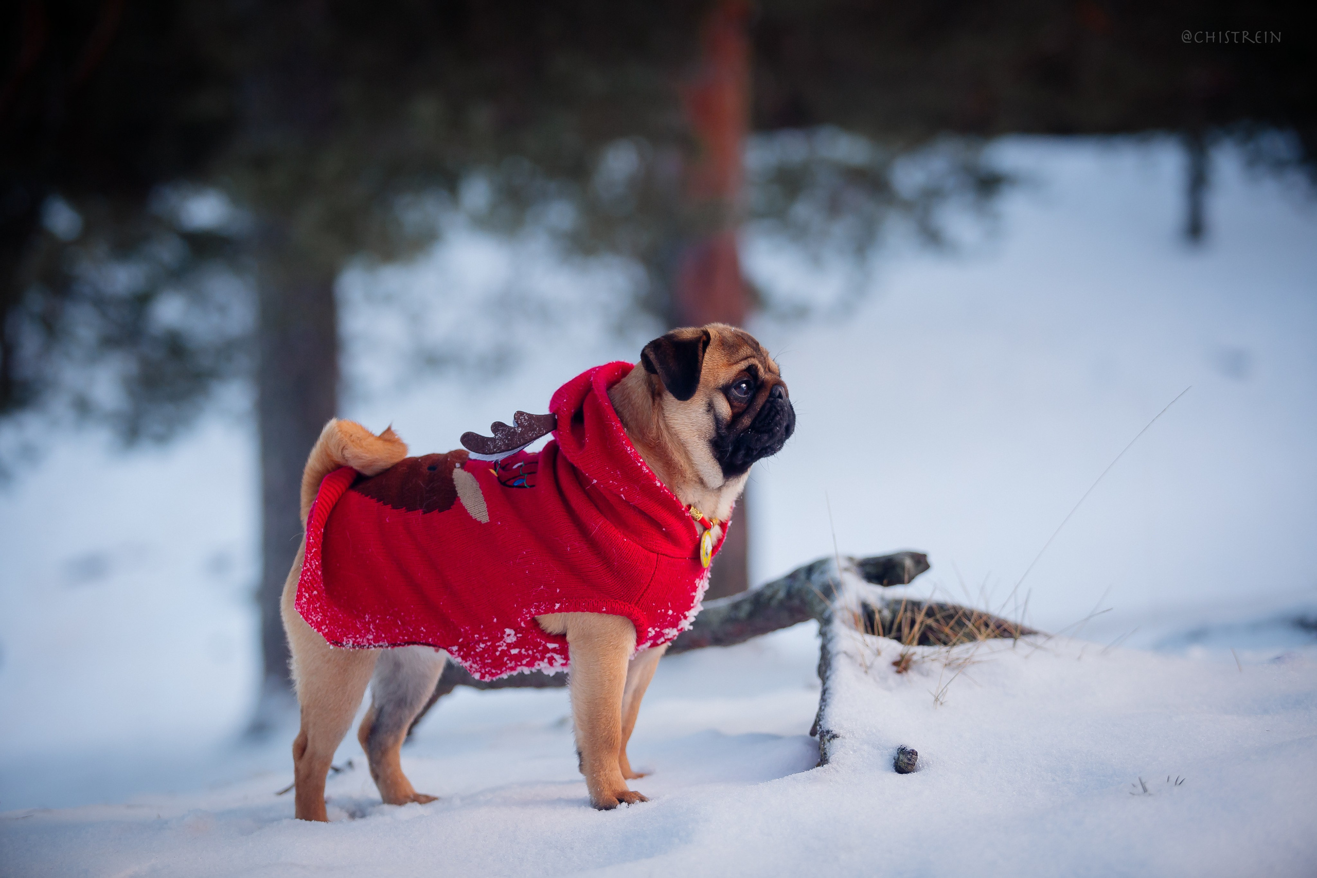 Новогоднее настроение. Роза. Фотограф-анималист Наталия Чистюхина в г. Сосновый Бор и ЛО