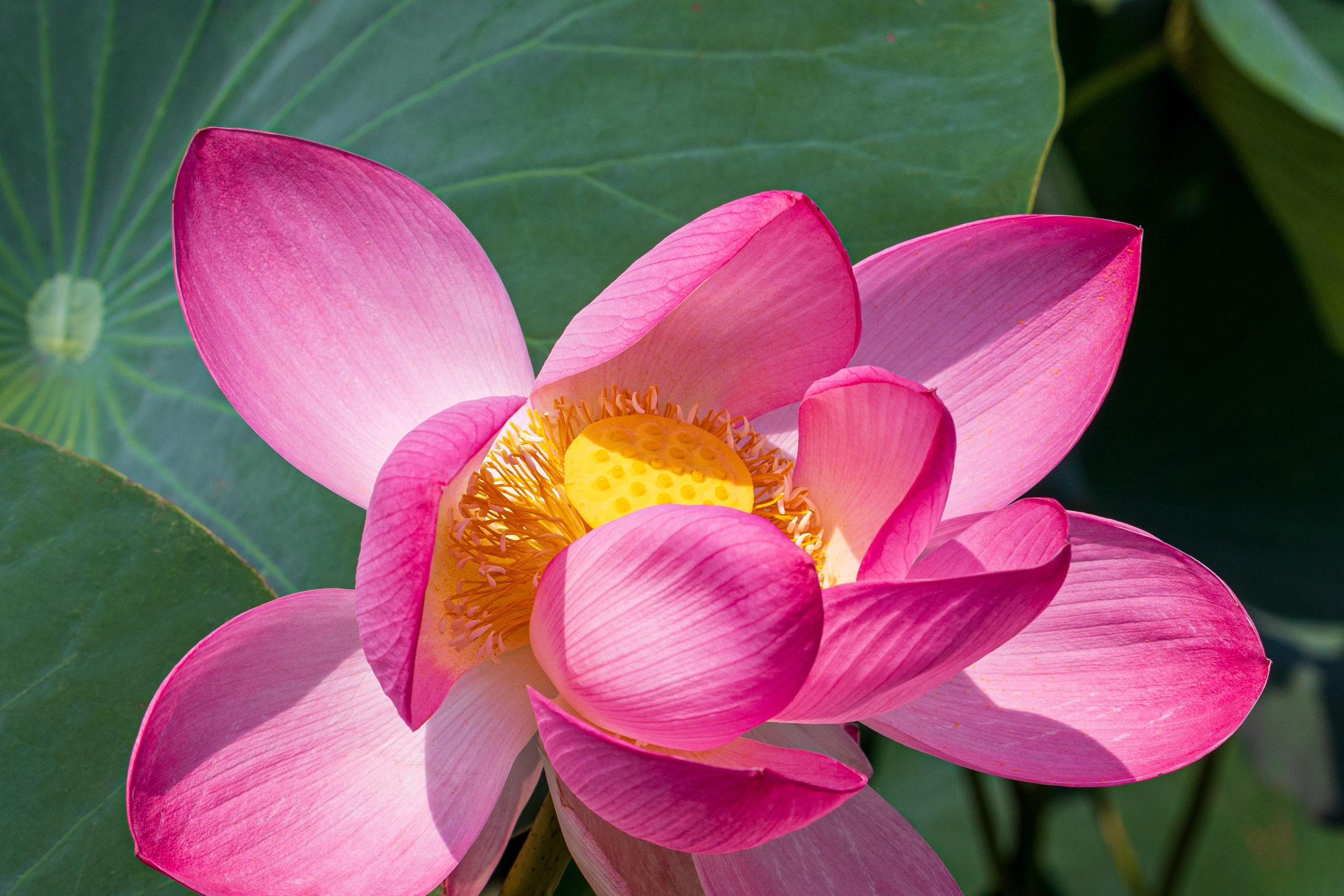 ЛОТОСЫ. Фотограф Владимир Роля