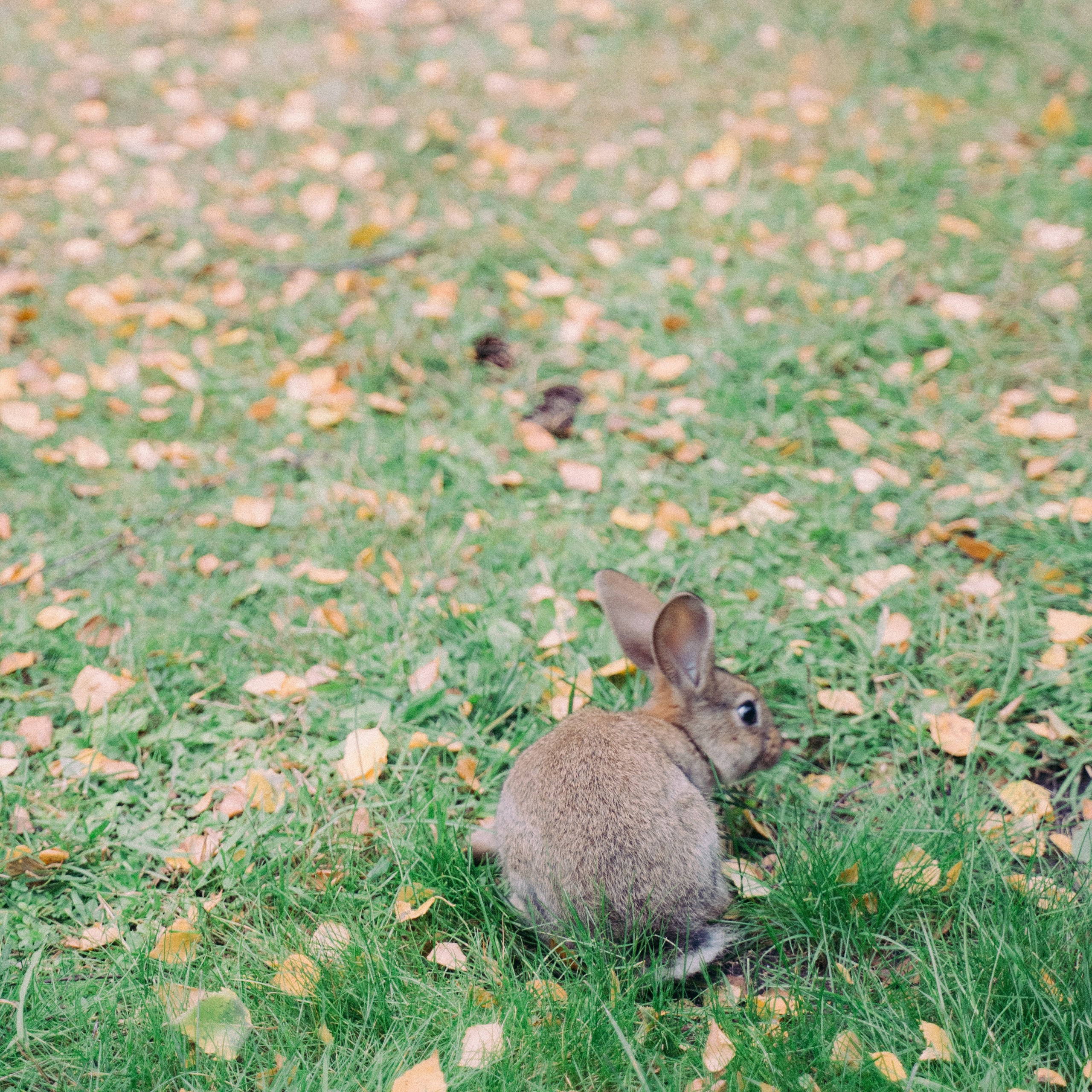 Bunny, bambi and ducks. Фотограф Серафим Крюков