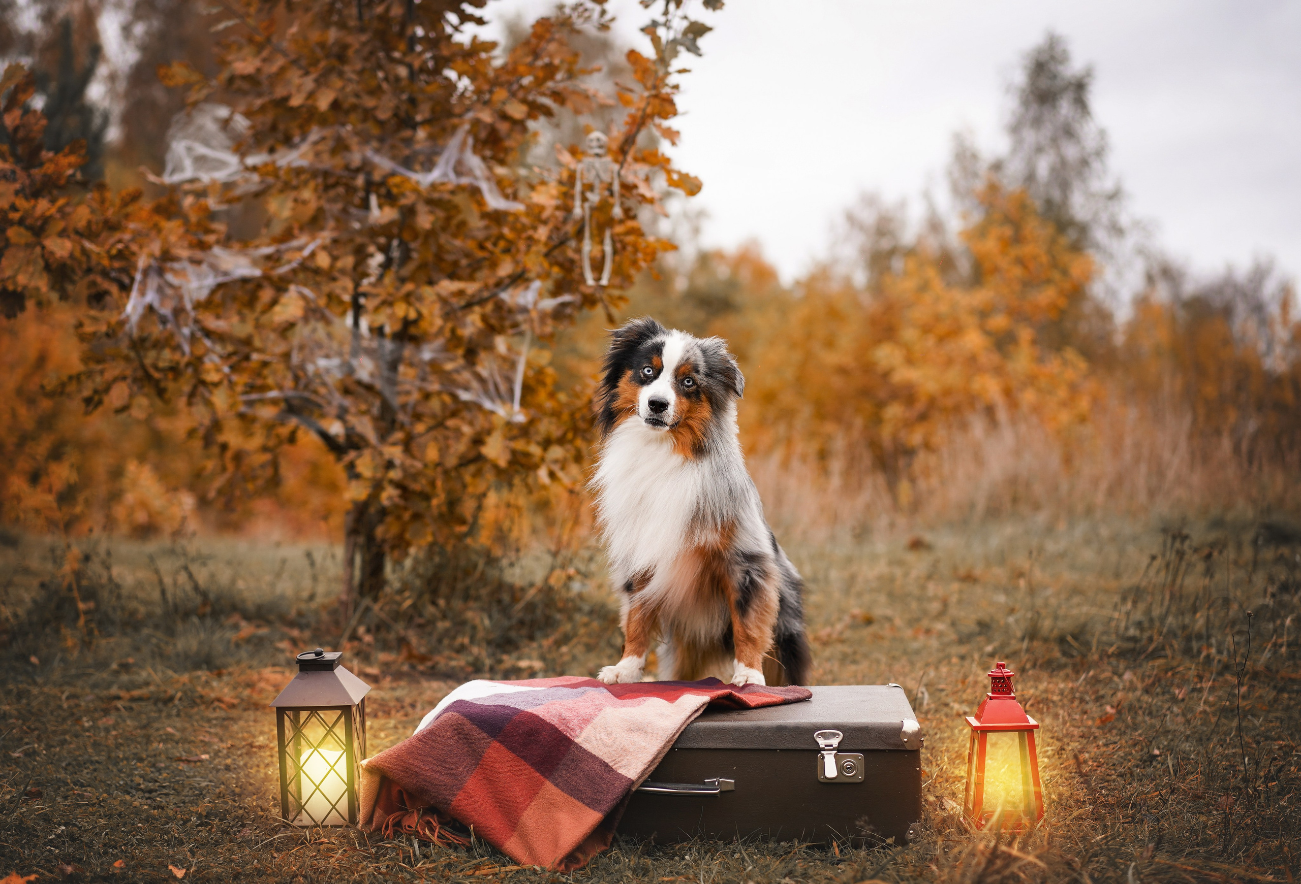 Фотодень Хэллоуин 2025. Фотограф-анималист в Санкт-Петербурге Яна Мартынова