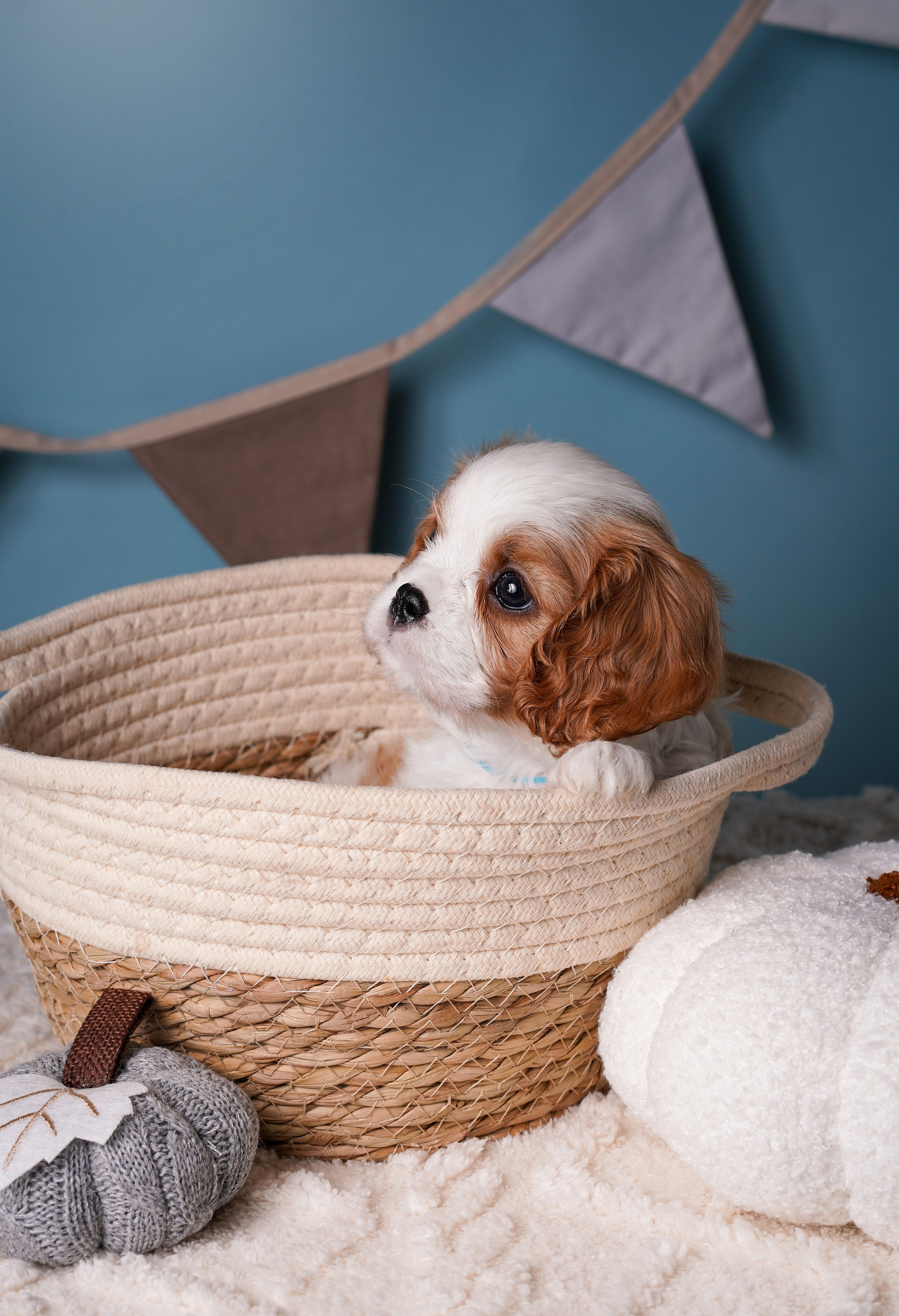 Щенки кавалера. Фотограф-анималист в Санкт-Петербурге Яна Мартынова