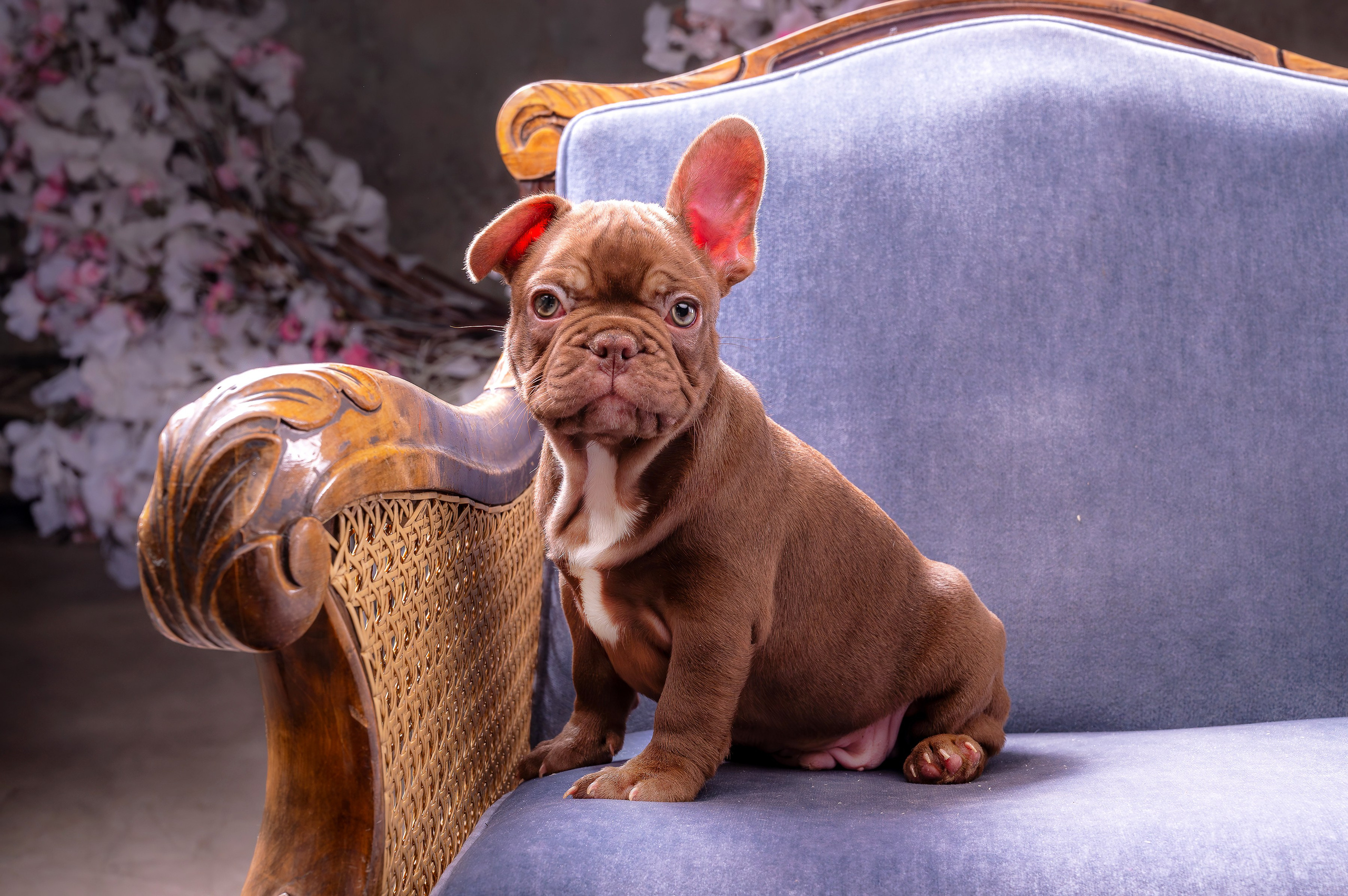 Питомцы. Экспресс-портрет, фото для сайтов и соцсетей