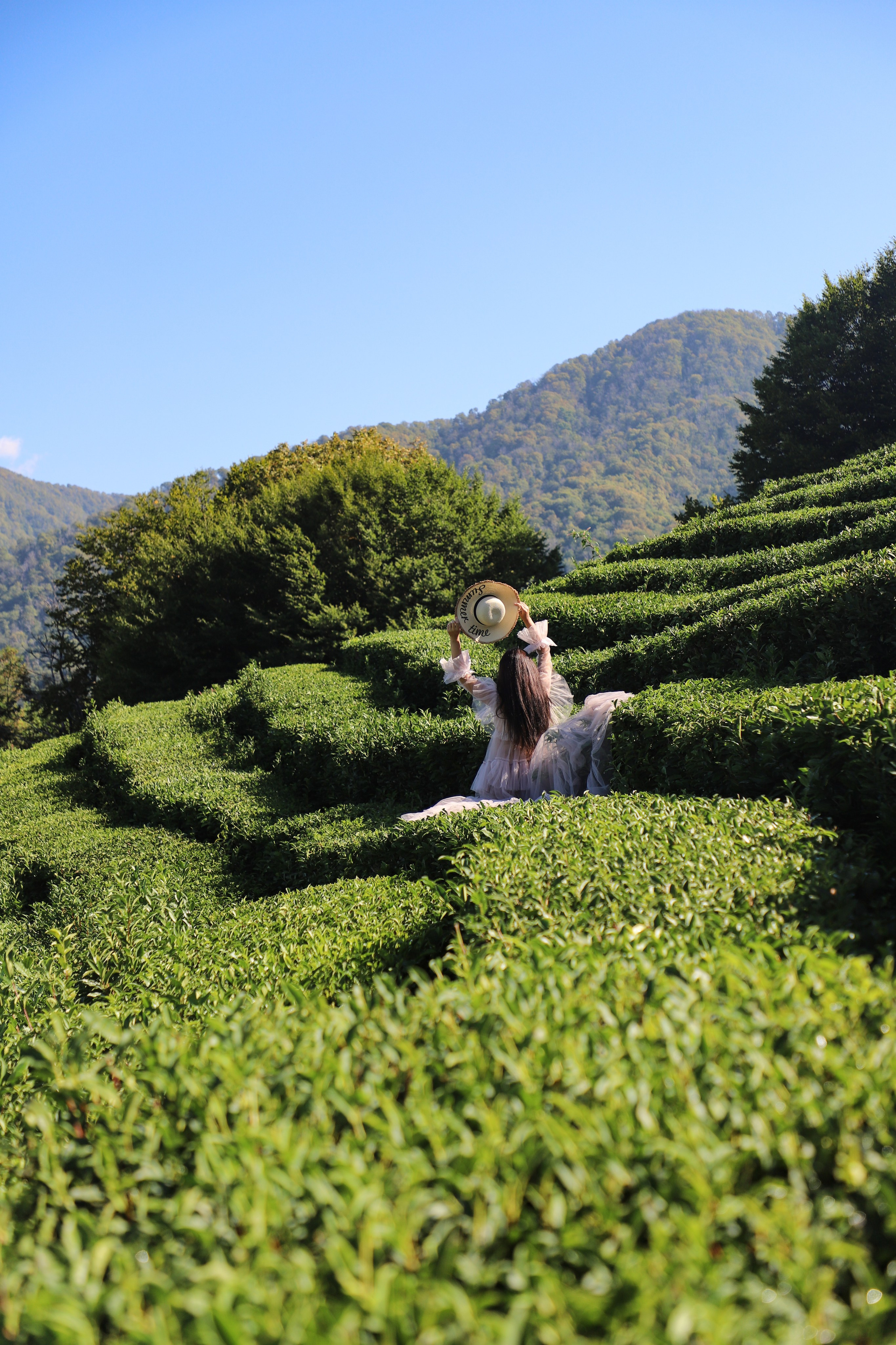 Беремняшка Мацеста чайные плантации 27.08. Главная