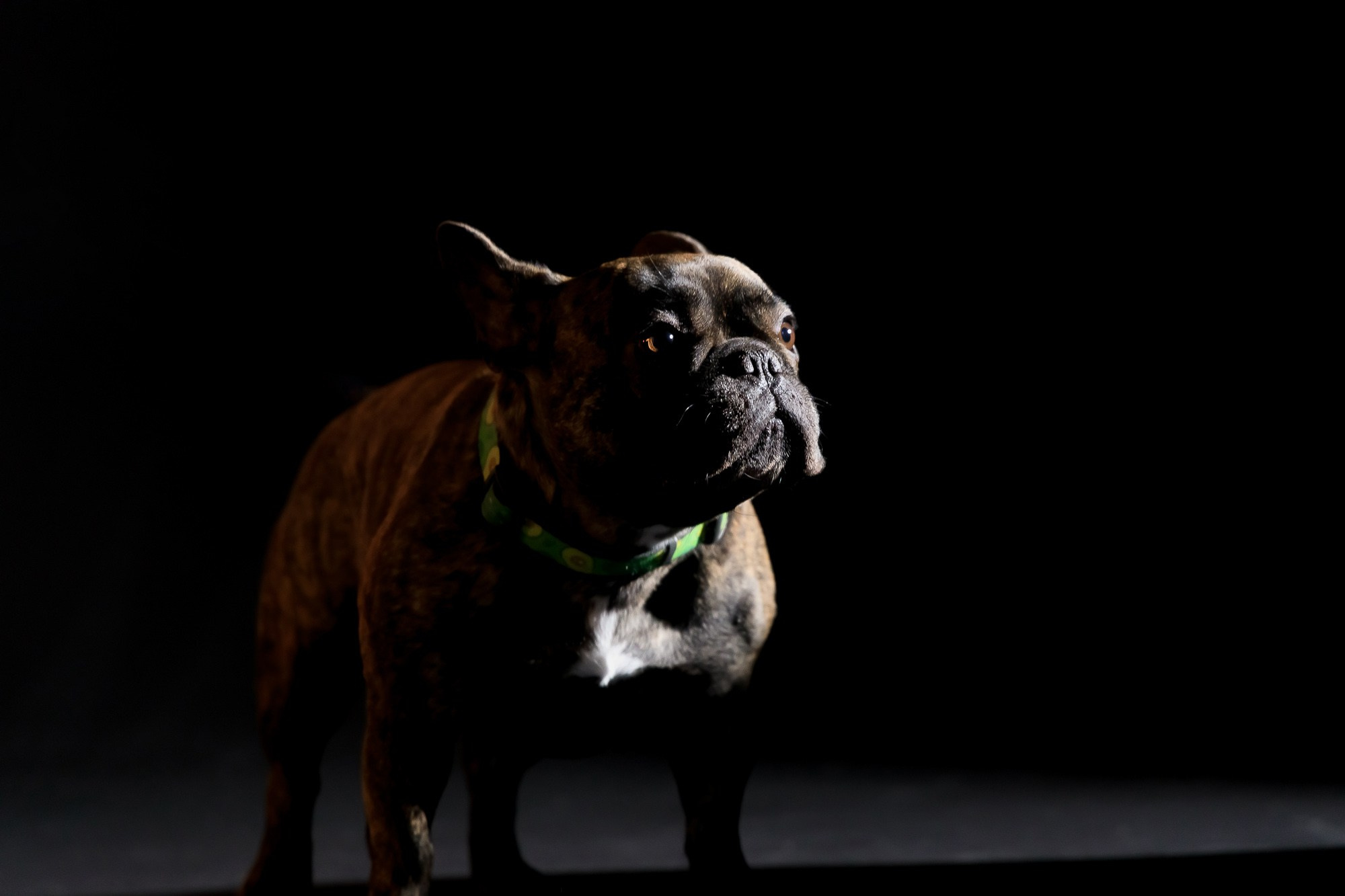 Семейная фотосессия с питомцами в студии. Фотограф в Саратове Ольга Мазлова