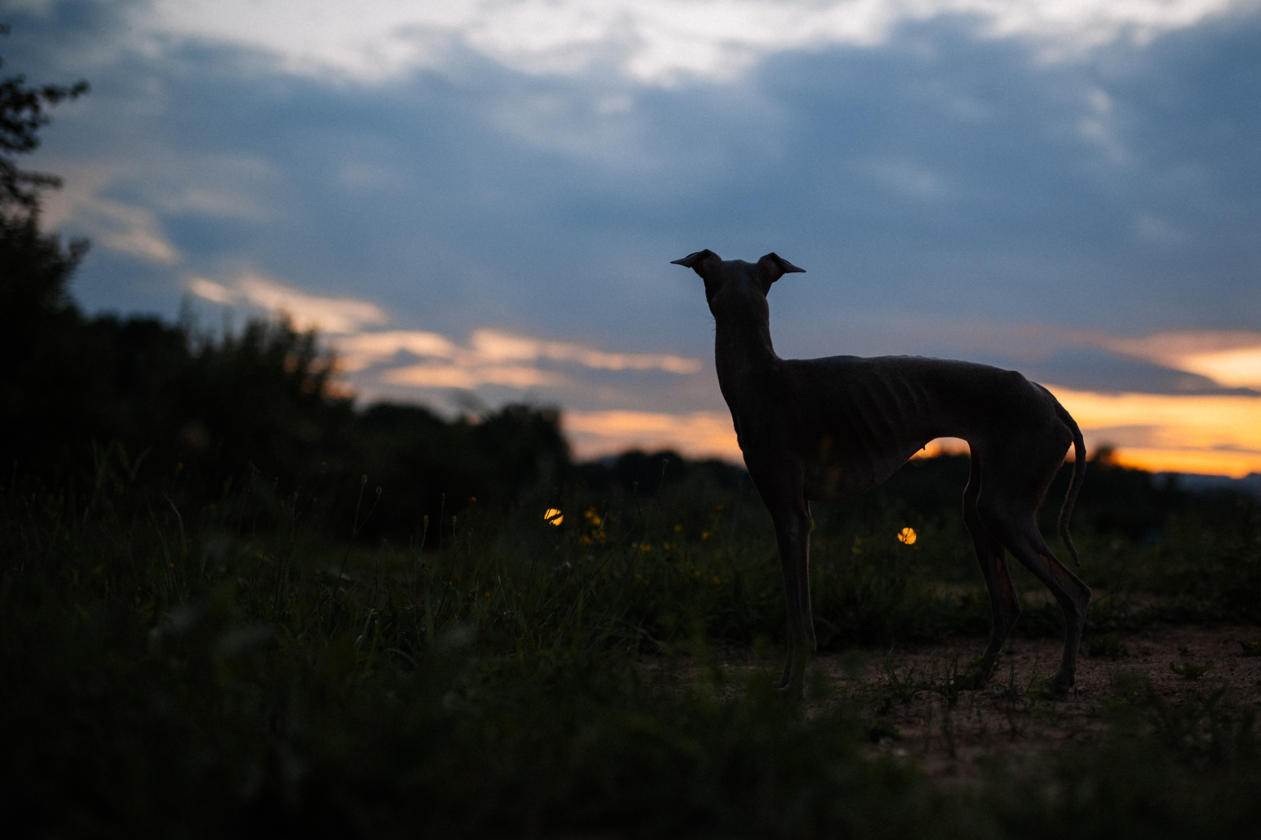 Хвост, смех и лучшие подруги. Фотограф анималист в Москве Ольга Агушева