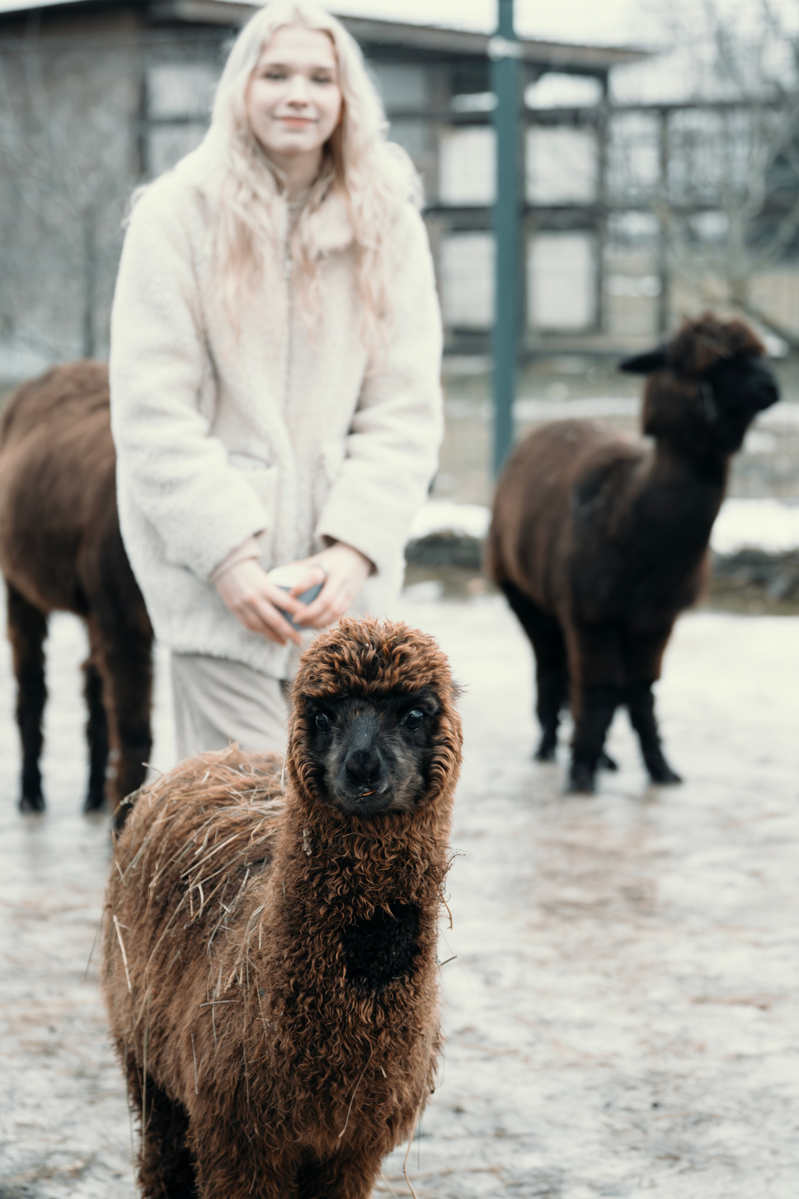 Альпаки. Свадебный и семейный фотограф в Москве Елена Новикова