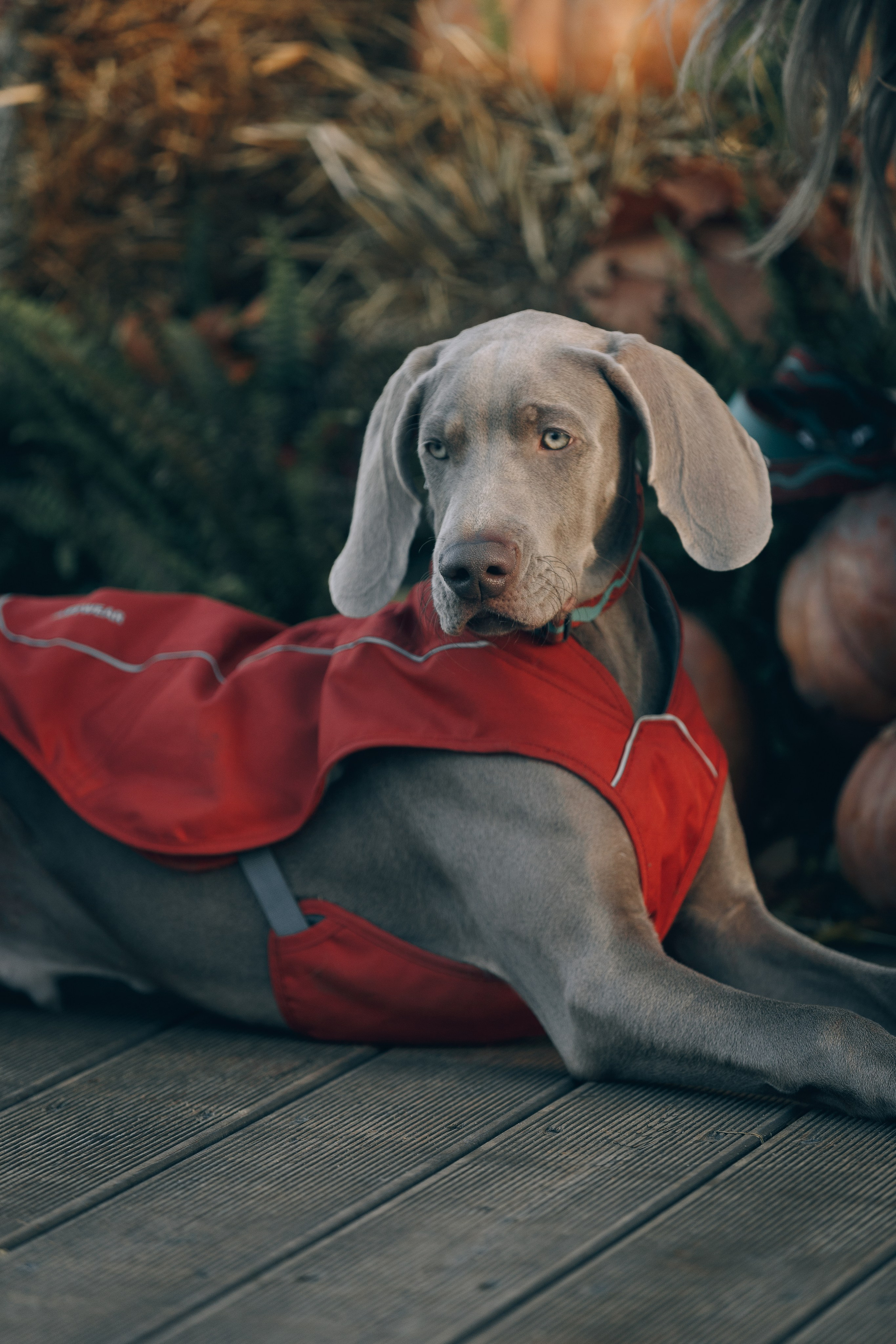 Оля, Саша и Бастиан. Фотограф анималист Кристина Карпова, Москва