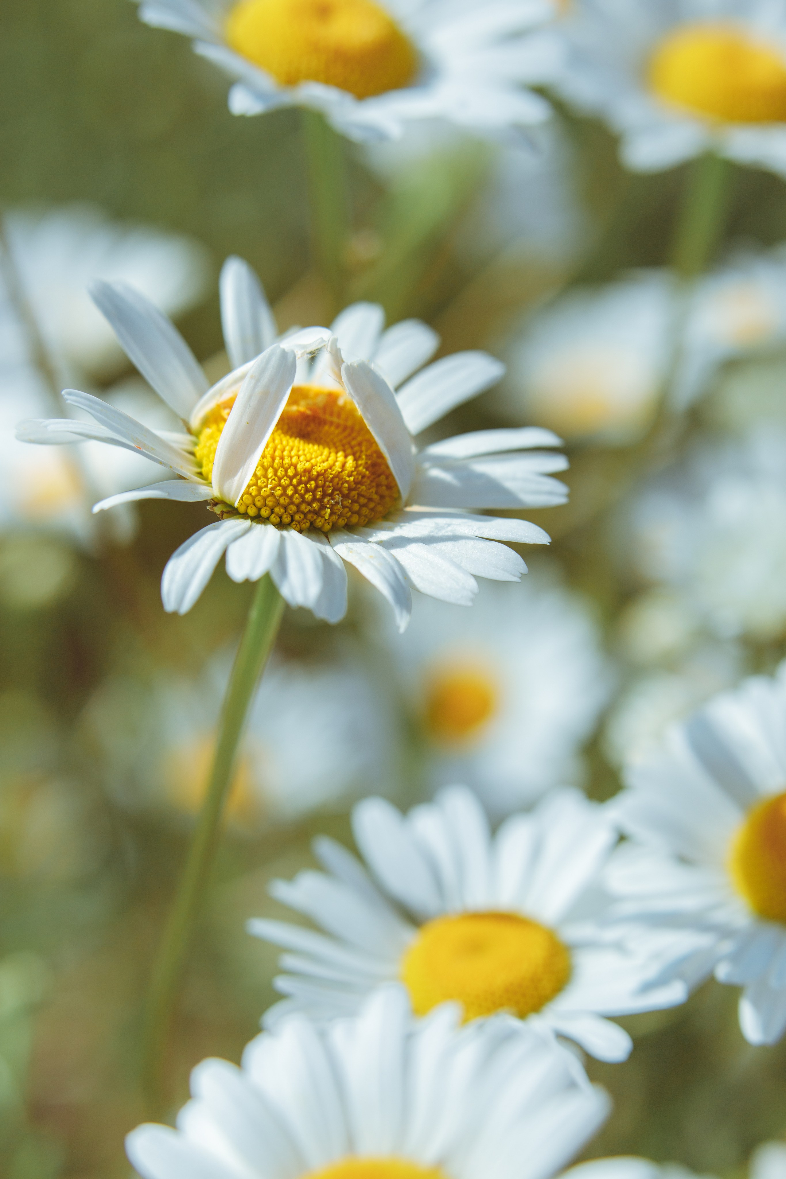 Nature. Артем Корнев Фотограф
