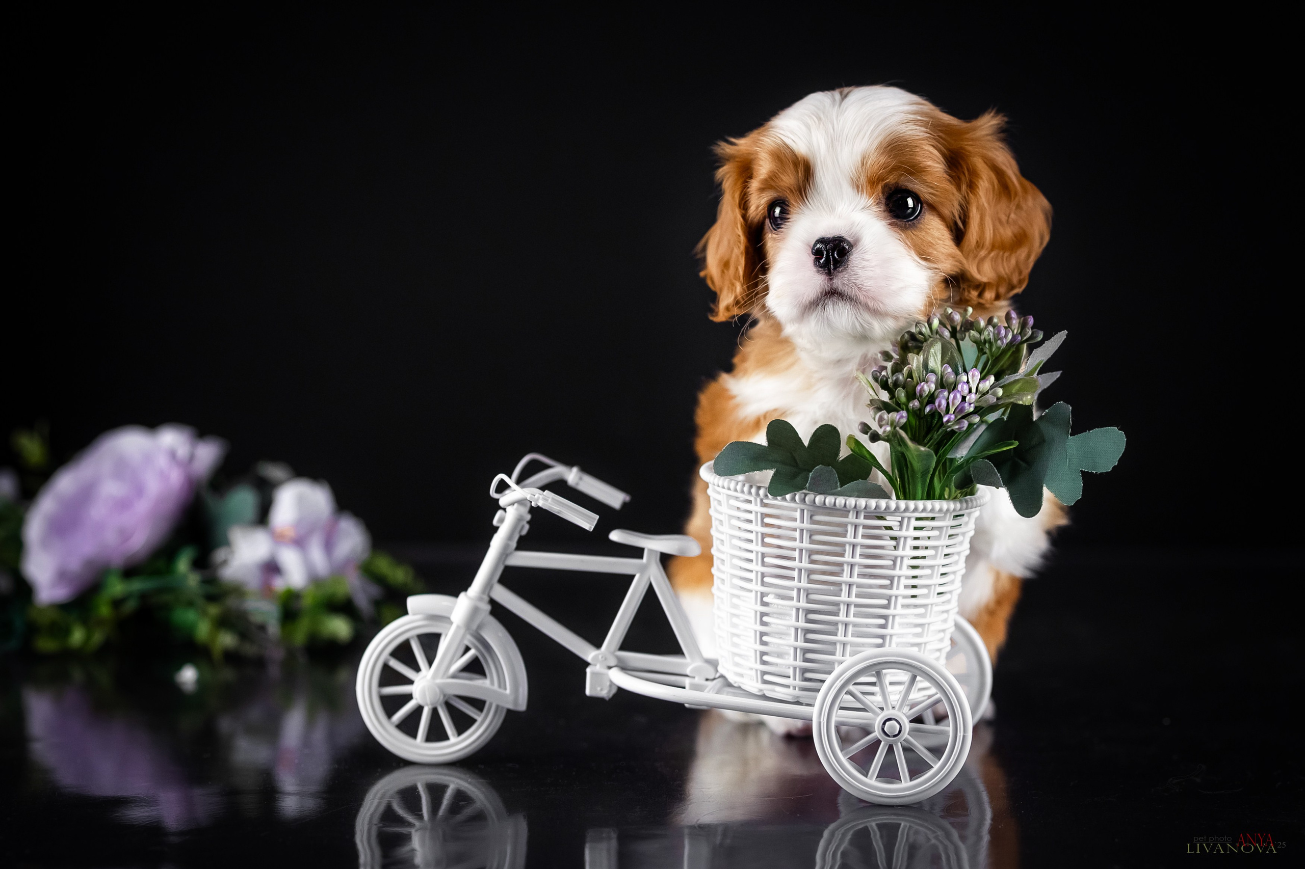 Кавалерчики. Фотограф анималист Аня Ливанова | Рыбинск