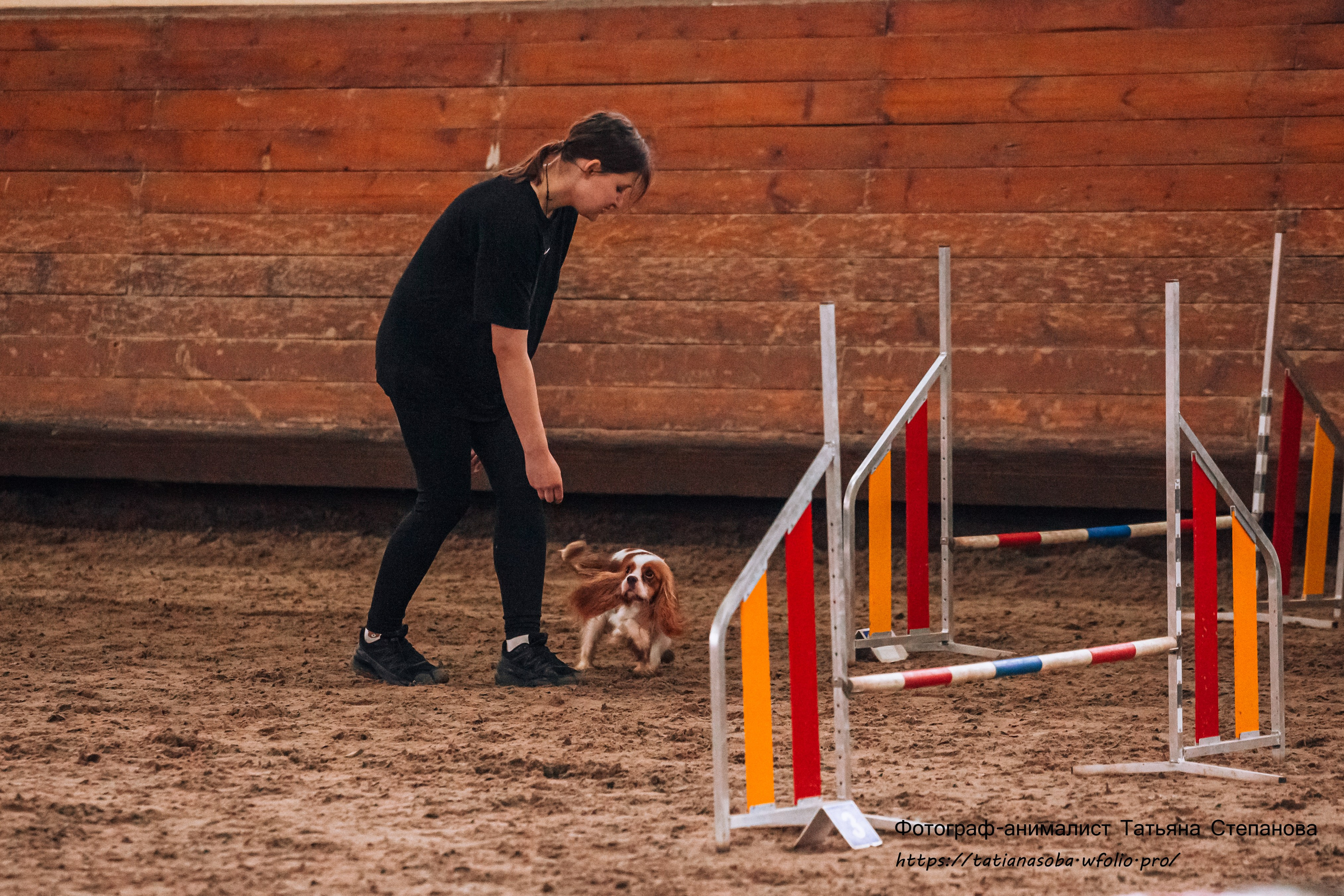 Соревнования по Аджилити 25.02.2024. Фотограф-анималист Татьяна Степанова