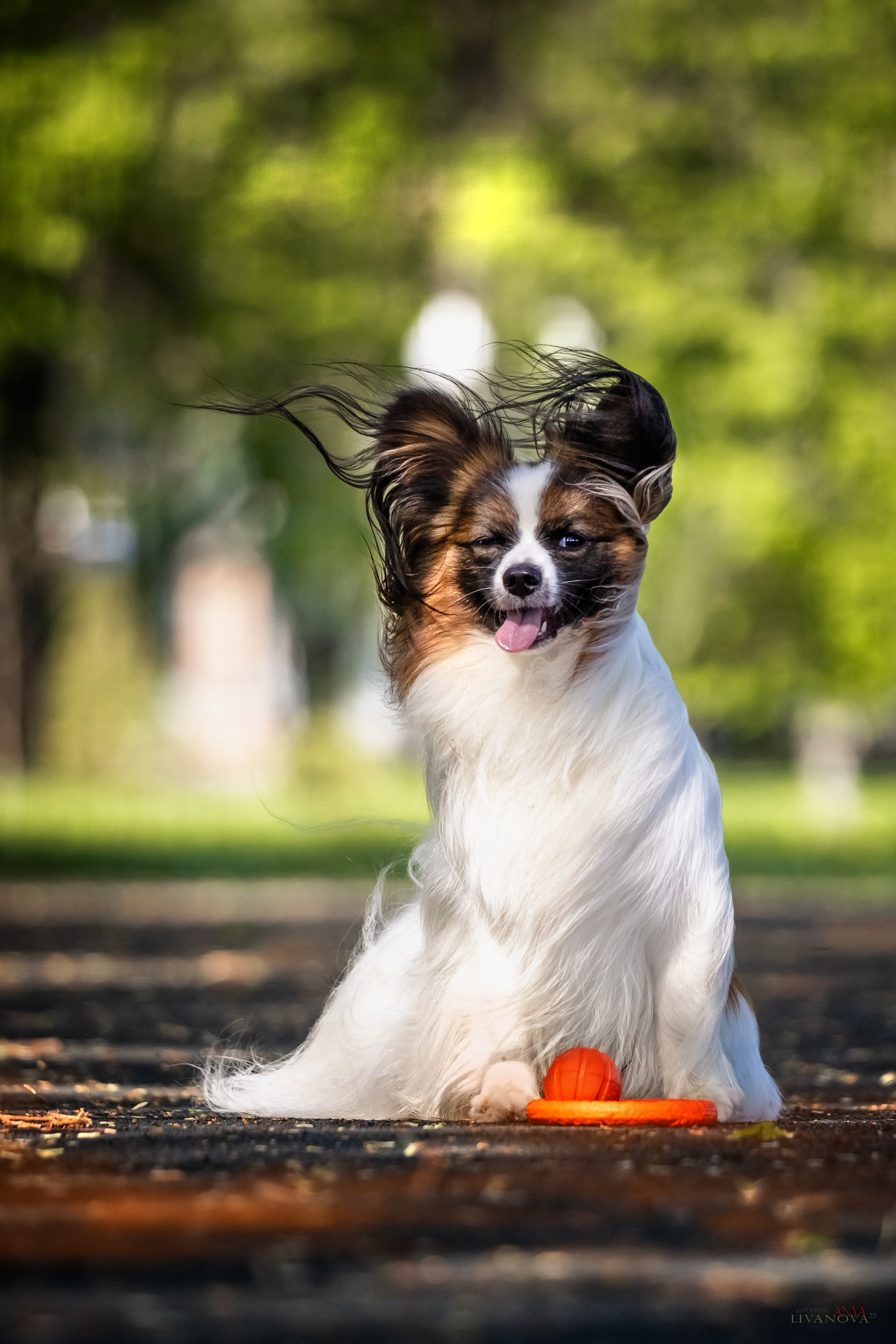 Хьюстон. Фотограф анималист Аня Ливанова | Рыбинск