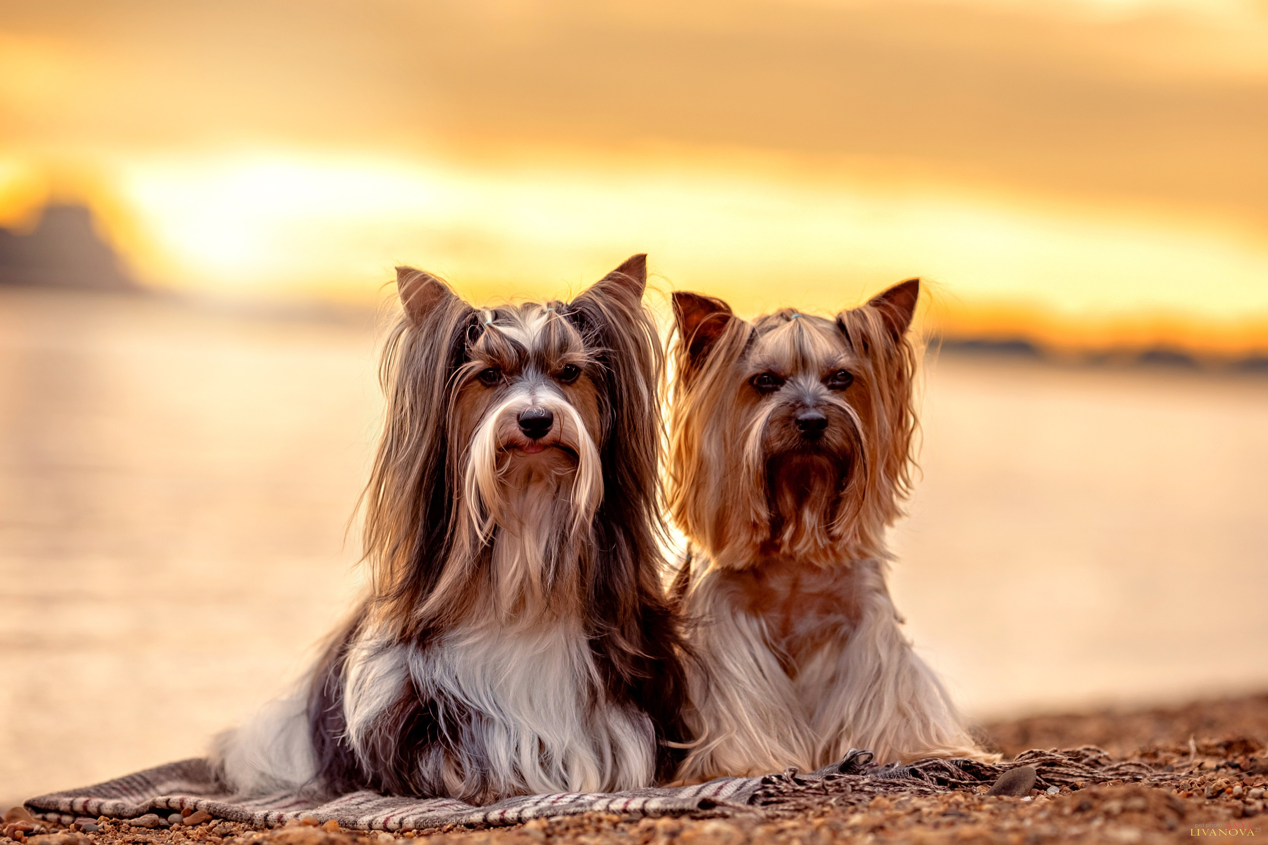 Катя + Астин и Олаф. Фотограф анималист Аня Ливанова | Рыбинск