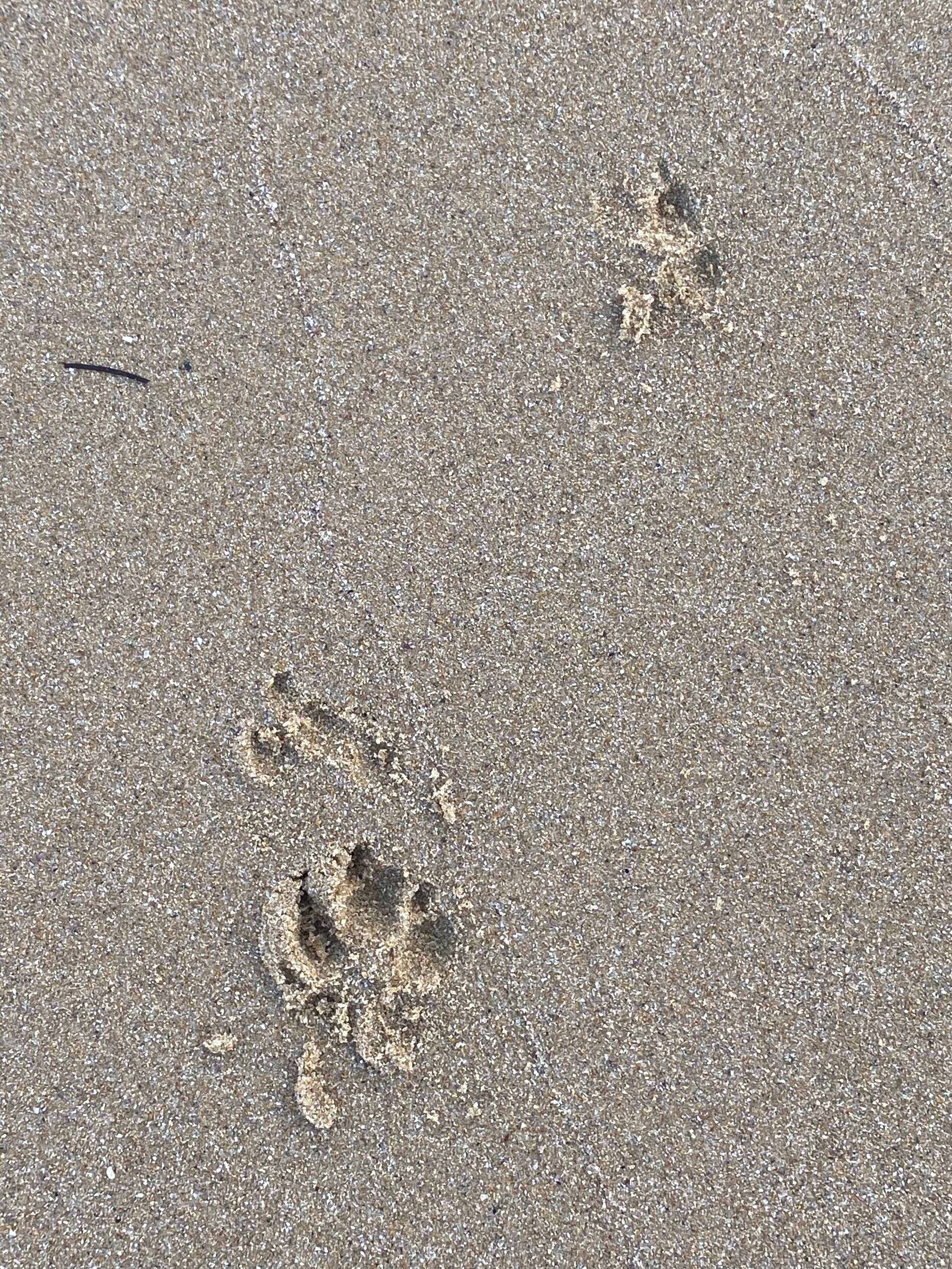 Равда, Несебр — 21. Своя Мастерская