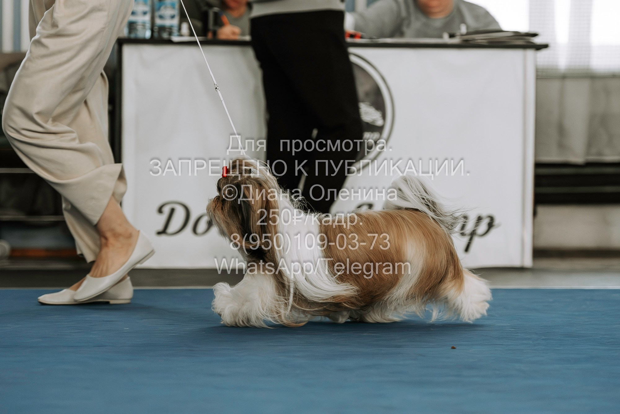 Выставка собак Красноярск 29.10.2023. Фотограф Диана Оленина Красноярск / Братск