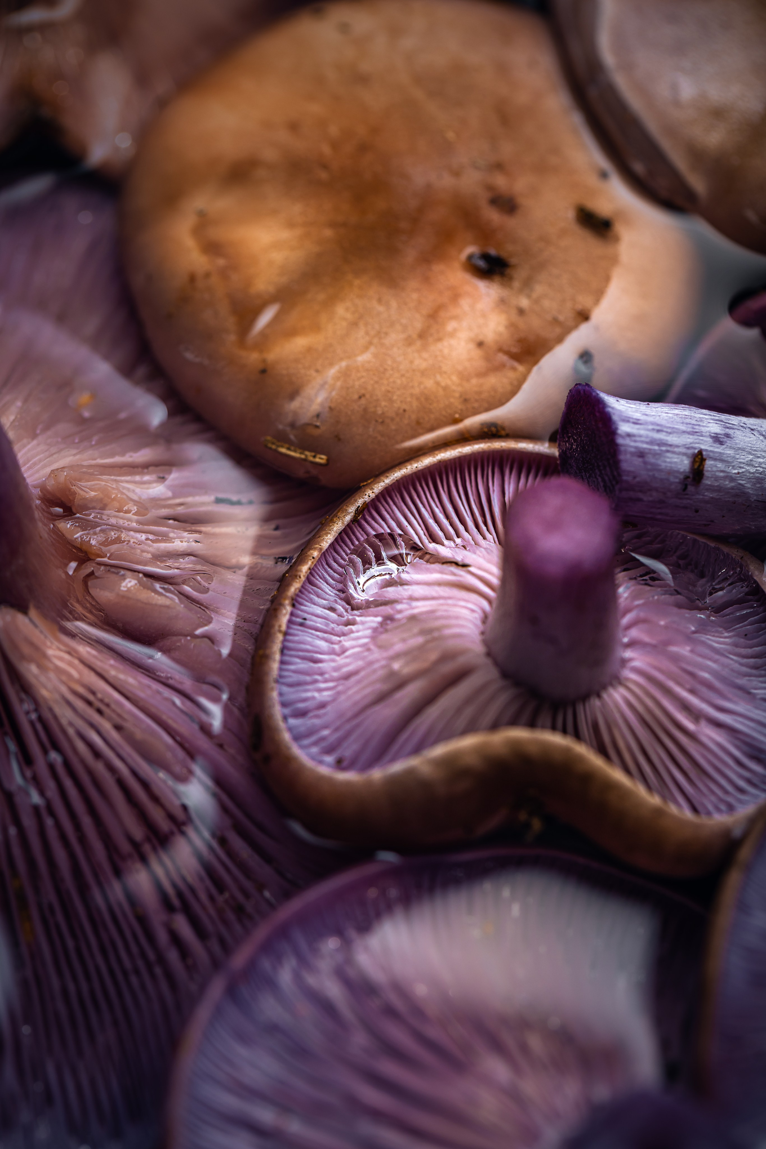 Рядовка лиловая. Foodie Stories (гастрономические истории) рекламная фуд-фотосъёмка, Москва