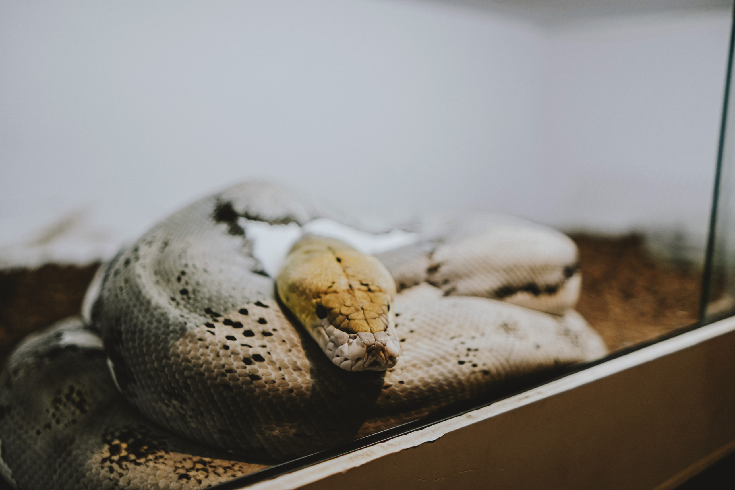 Дом Драконов. Nattie.ph