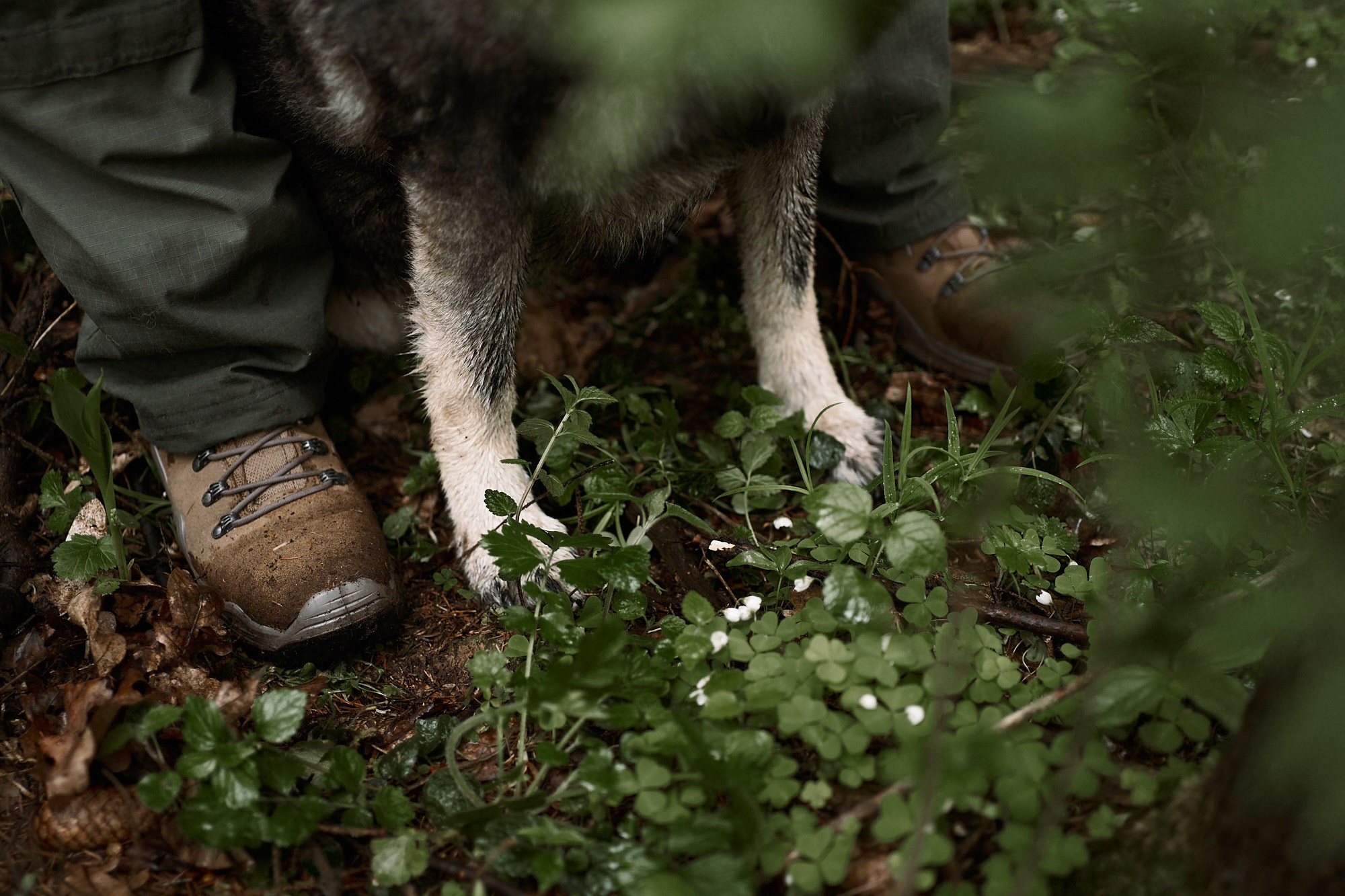 Дима, Рыжий и Воля. Фотограф анималист Москва Дарья