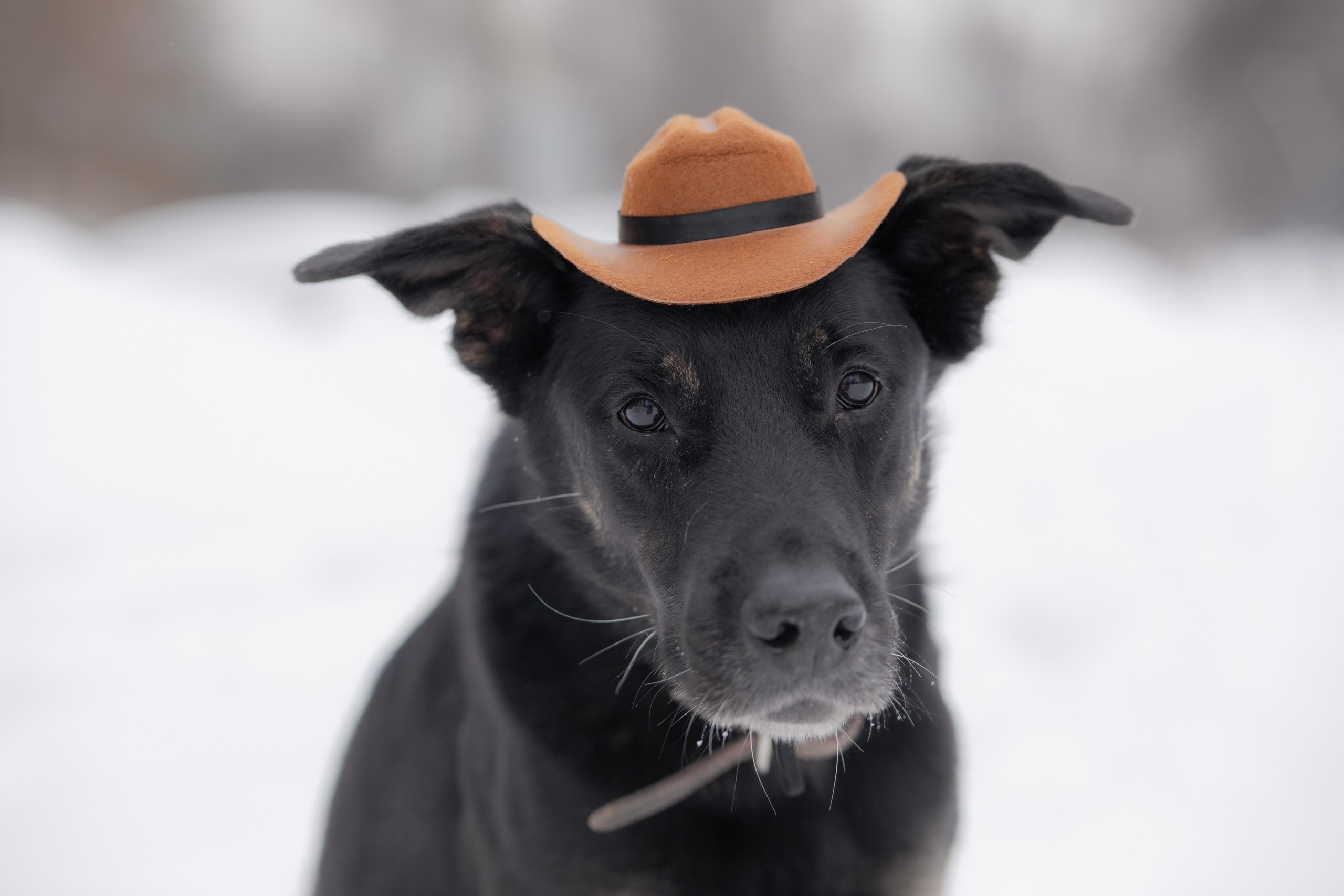 Фотосессии животных. Детский фотограф, фотограф-анималист