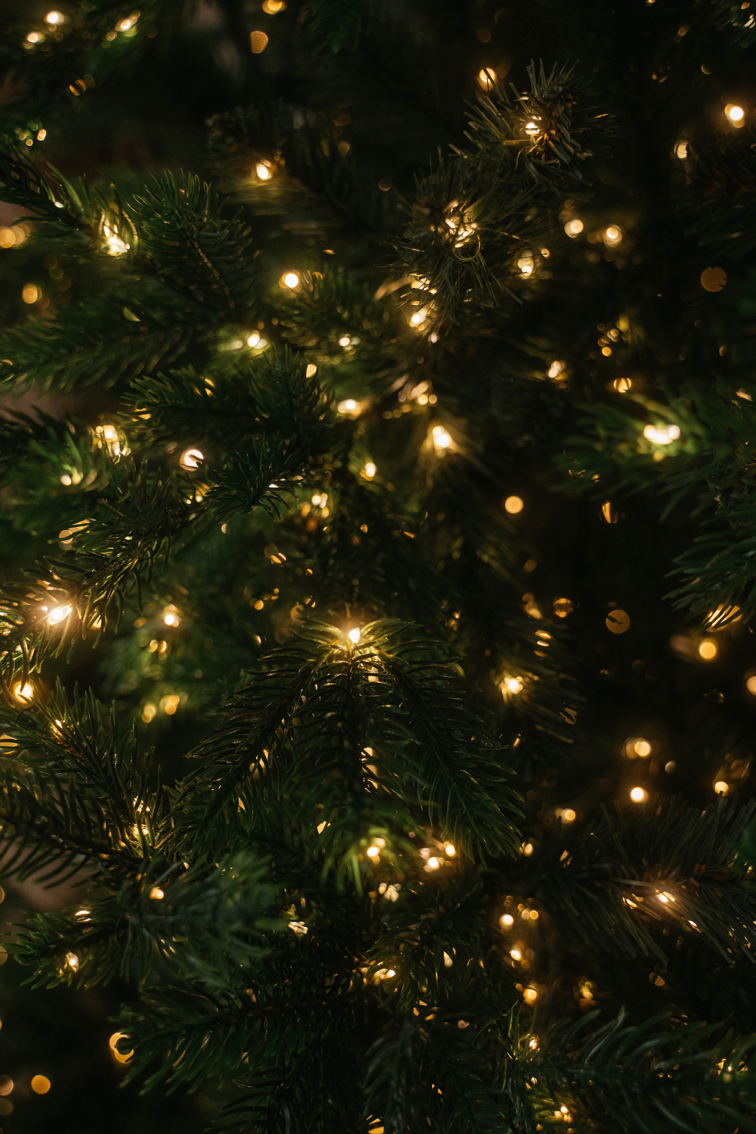 Олеся и Платон. Свадебный, семейный фотограф в Рязани Лена Брант