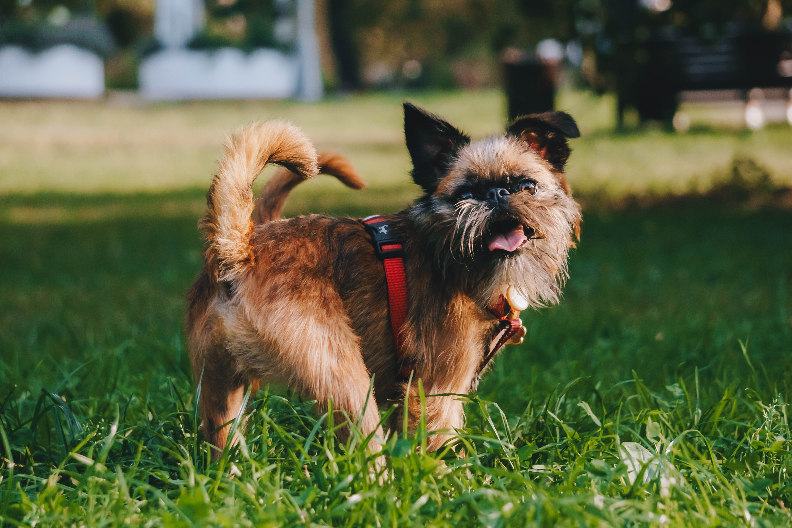 Мини-туса гриффоны и брабансоны. Фотограф-анималист Ксения Воробьева, Москва