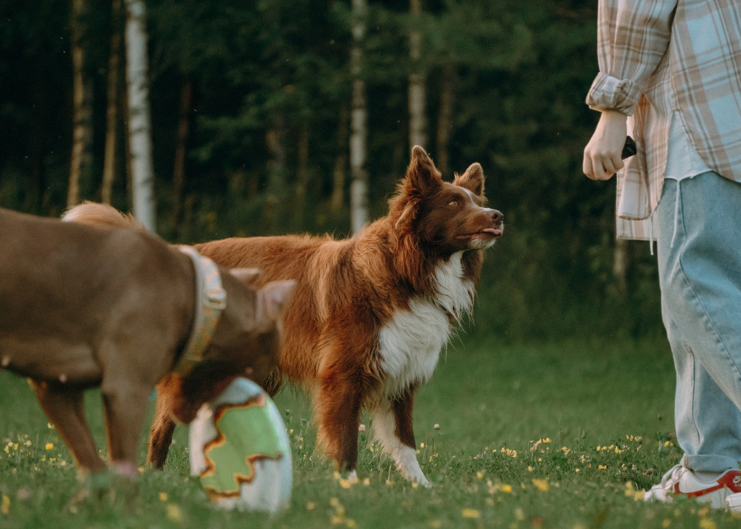 Виолетта, Лила и Питер. Фотограф-анималист Ксения Воробьева, Москва