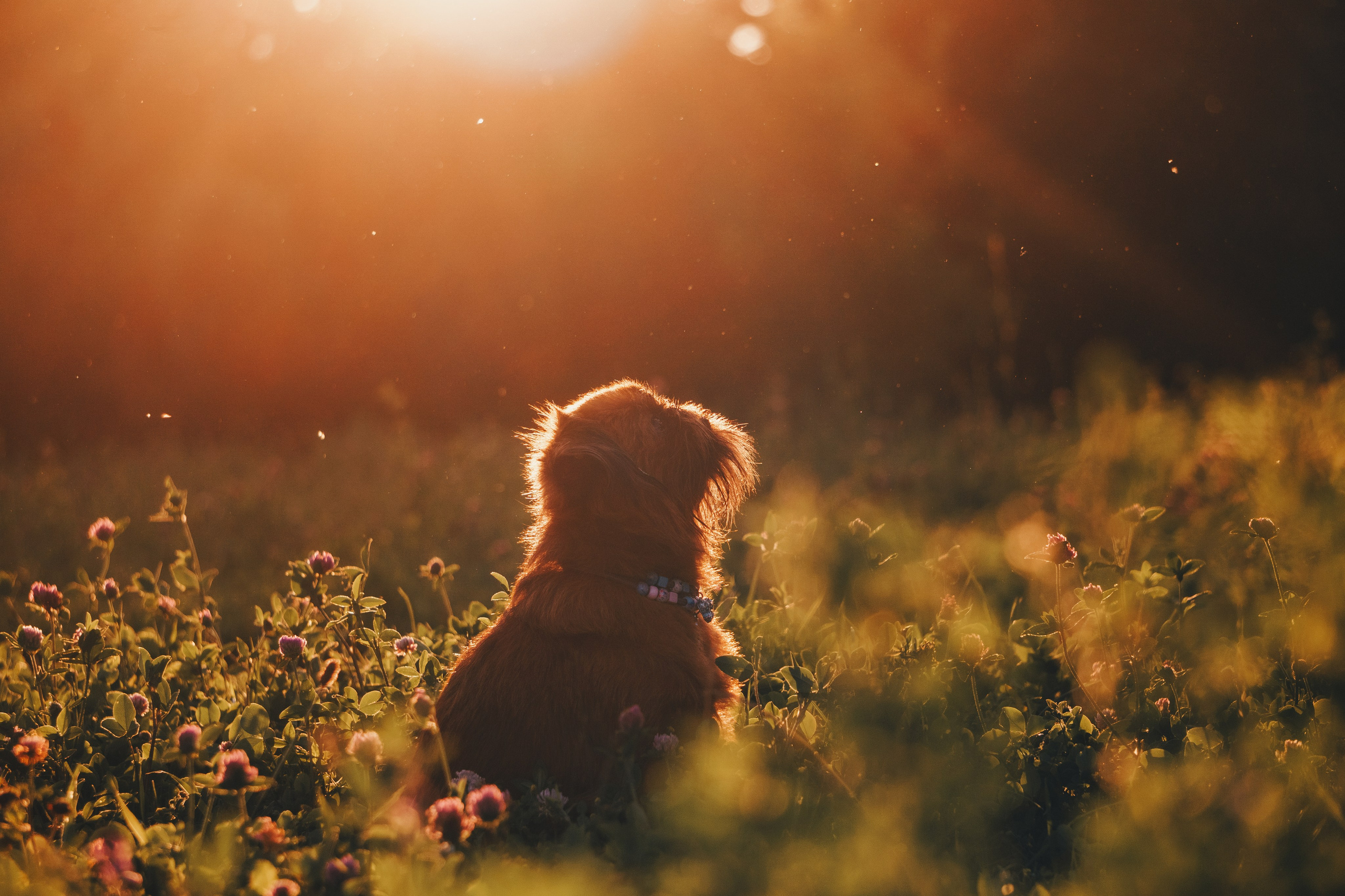 Катя и Яшма. Фотограф-анималист Ксения Воробьева, Москва