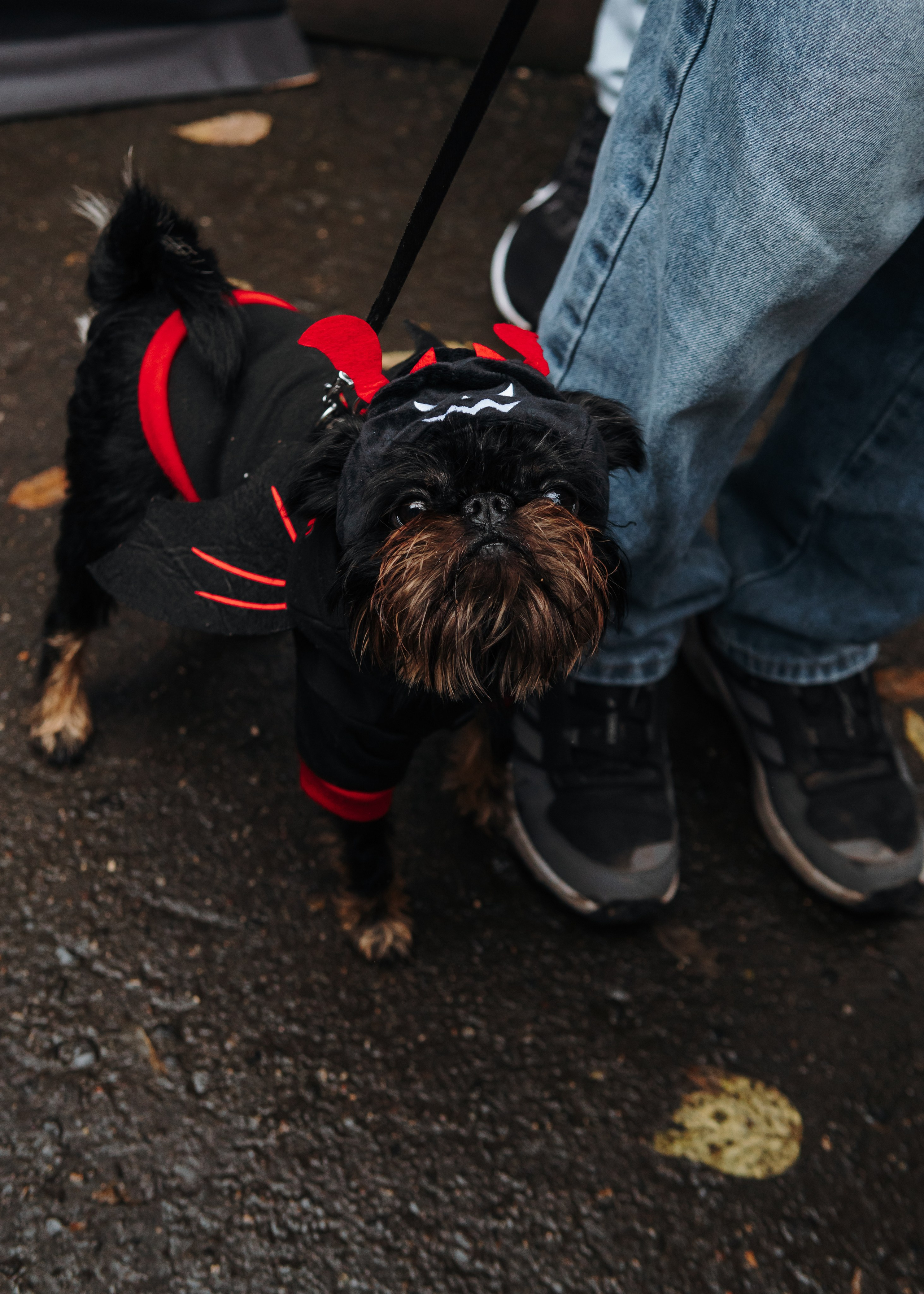 Тематическая встреча породников «Griffween». Фотограф-анималист Ксения Воробьева, Москва