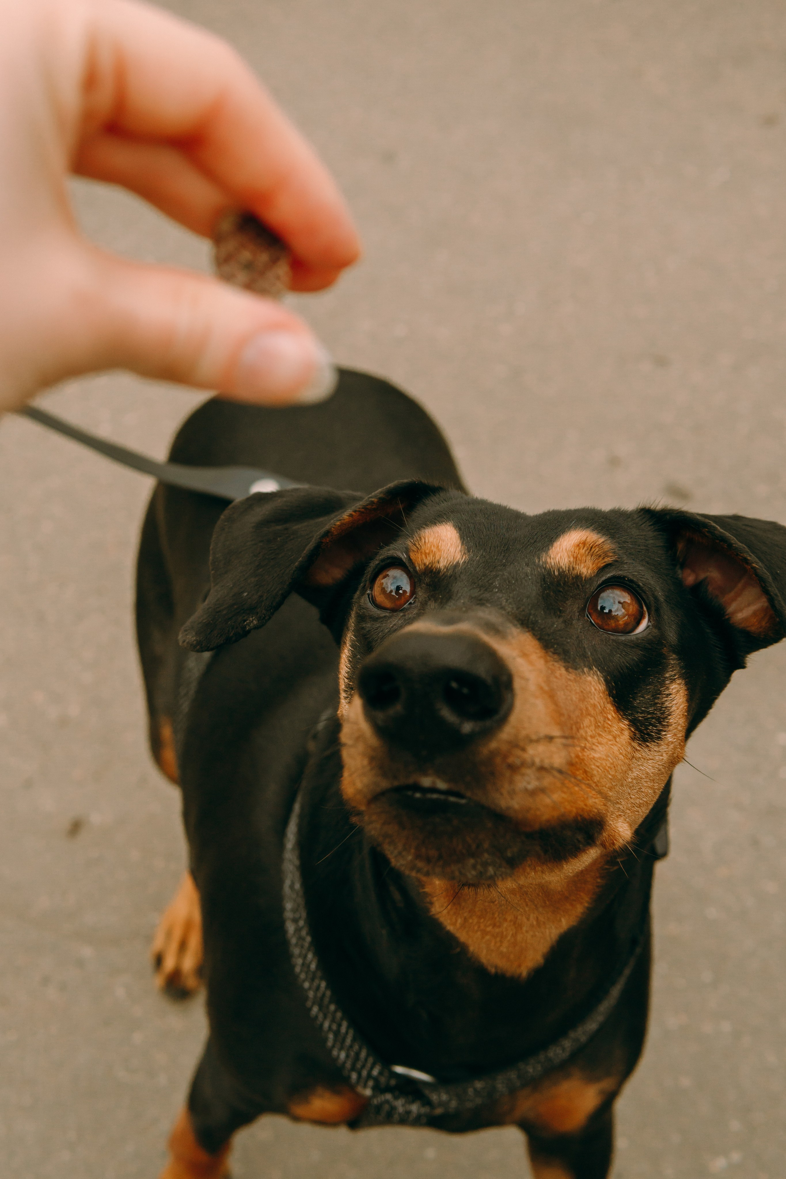 Кира, Максим и Аскара. Фотограф-анималист Ксения Воробьева, Москва