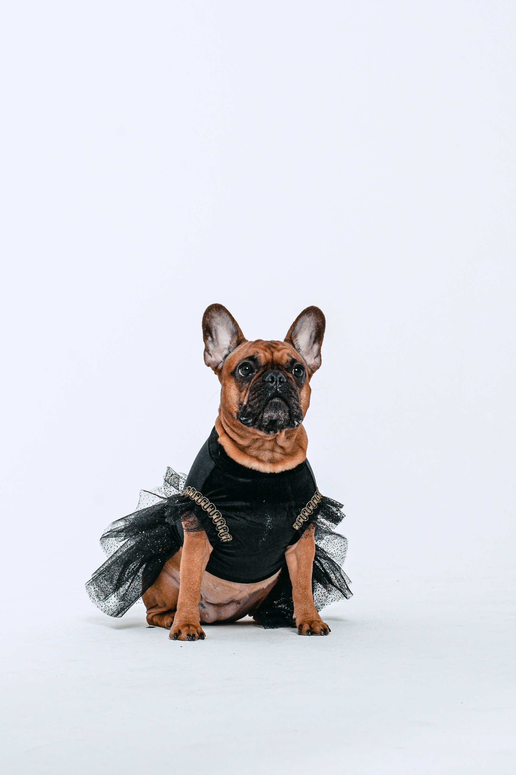 Пижамная вечеринка французских бульдогов и их хозяев. Фотограф-анималист Татьяна Степанова