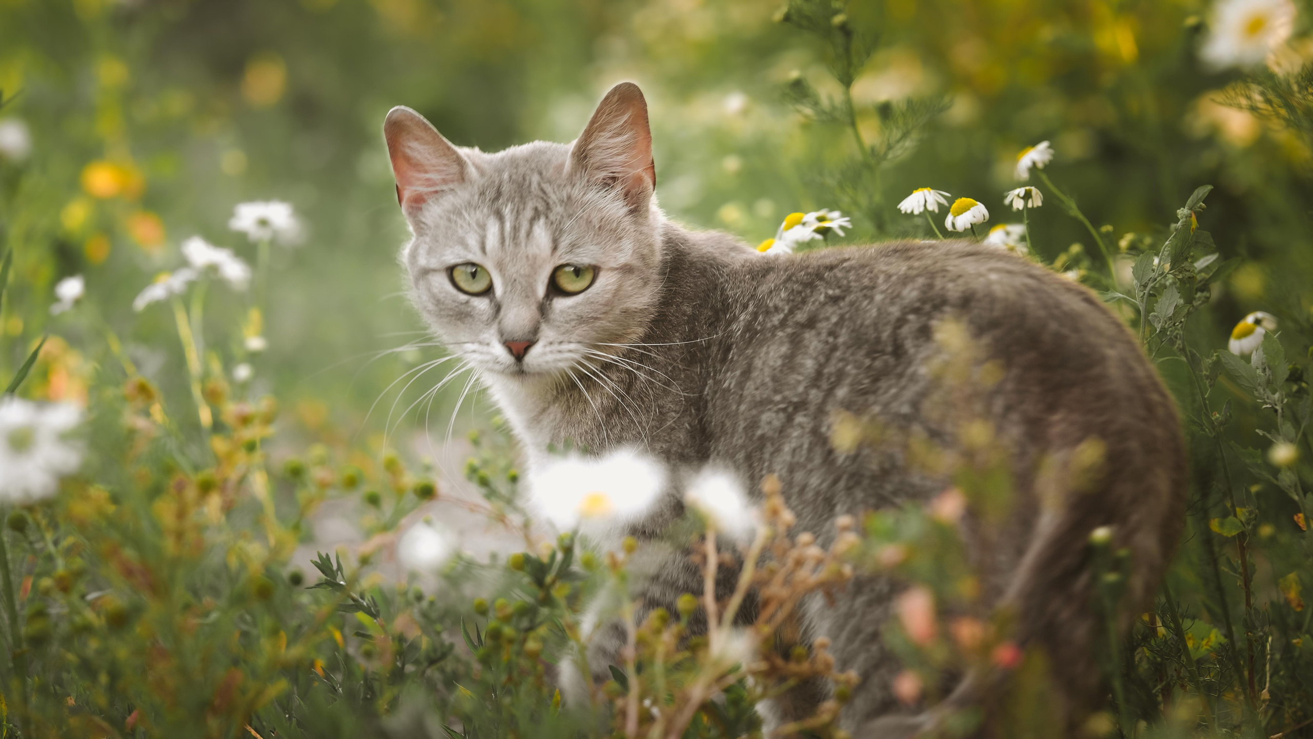 Животные и птицы. KRUTOVA_фотографирую жизнь