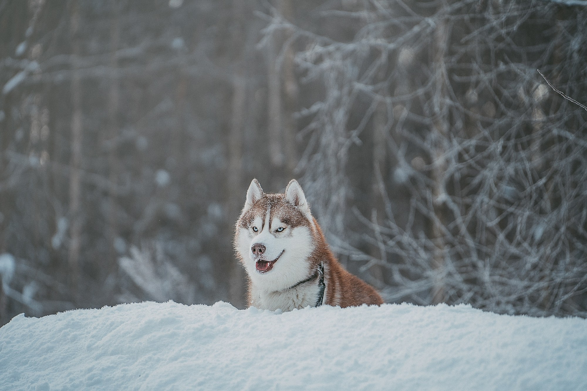 Полина, Уго и Пышка. Фотограф анималист в Москве и Санкт-Петербурге Свиридова Анна