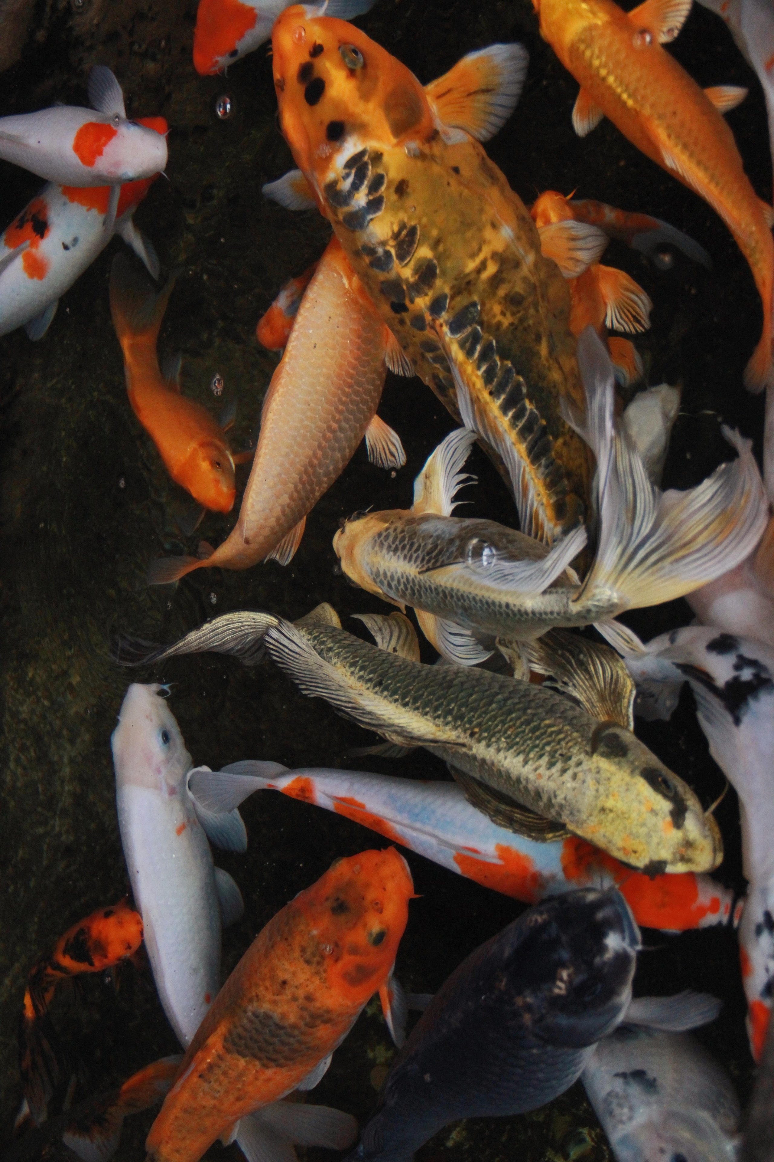 Фотограф и видеограф в Санкт-Петербурге