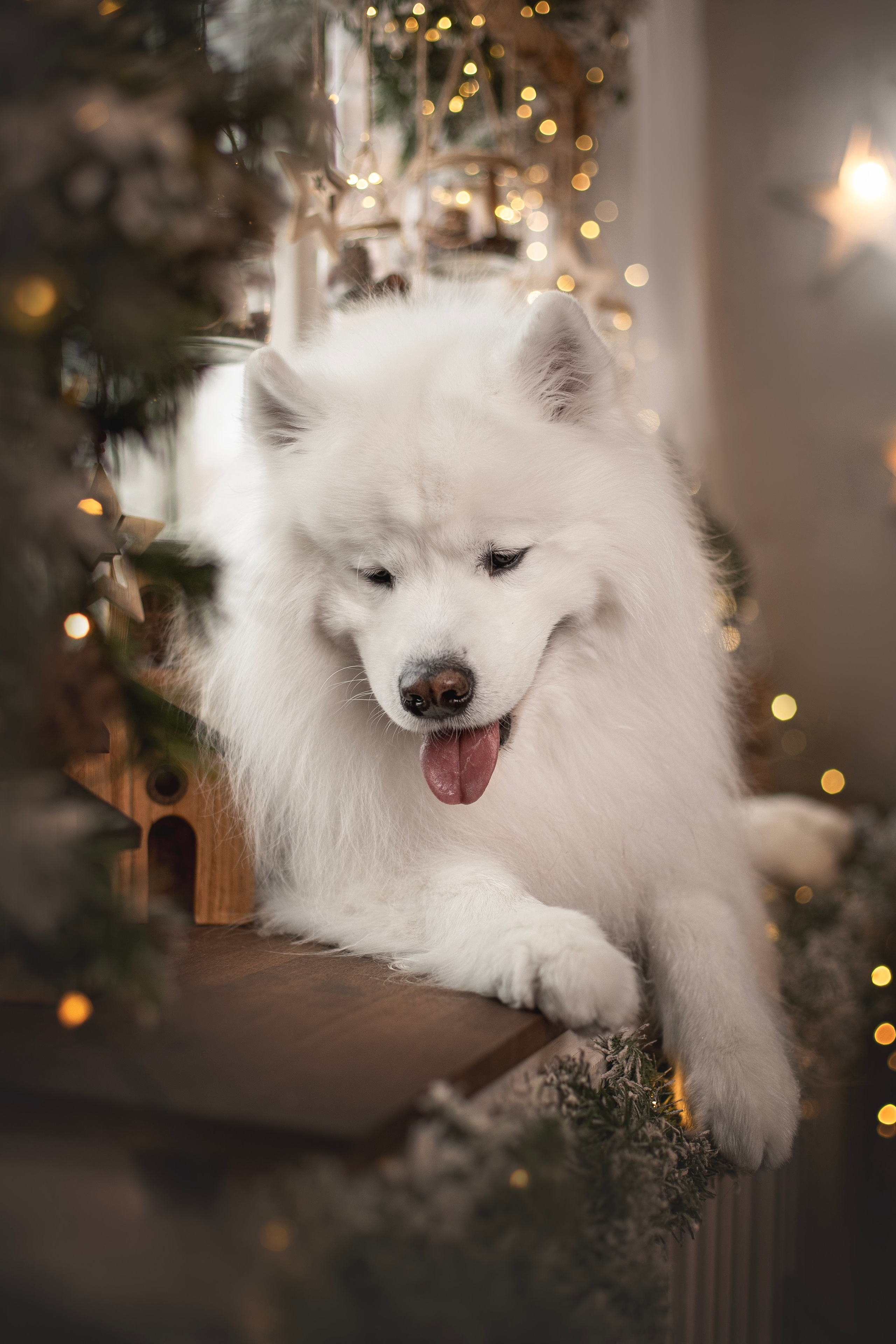 Пушистые самоедские драконы в студии. Фотограф анималист в Москве Майорова Евгения