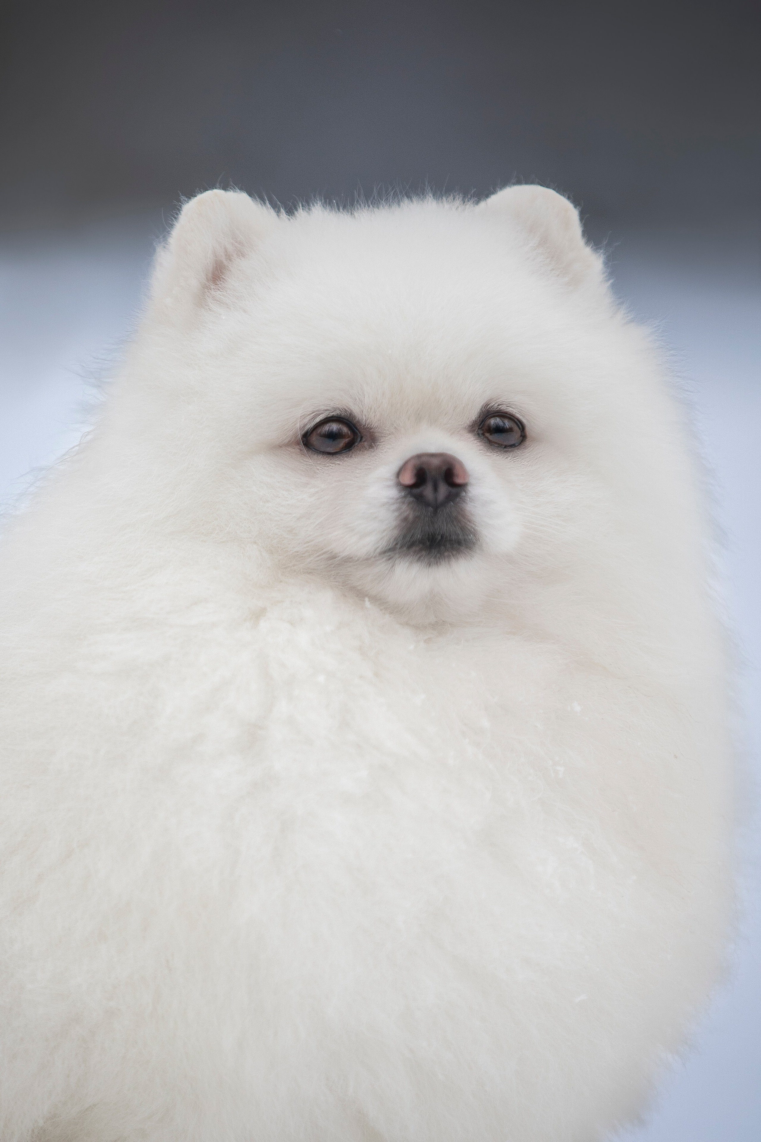 Настя, Игорь, Тесс и Марс. Фотограф анималист в Москве Майорова Евгения