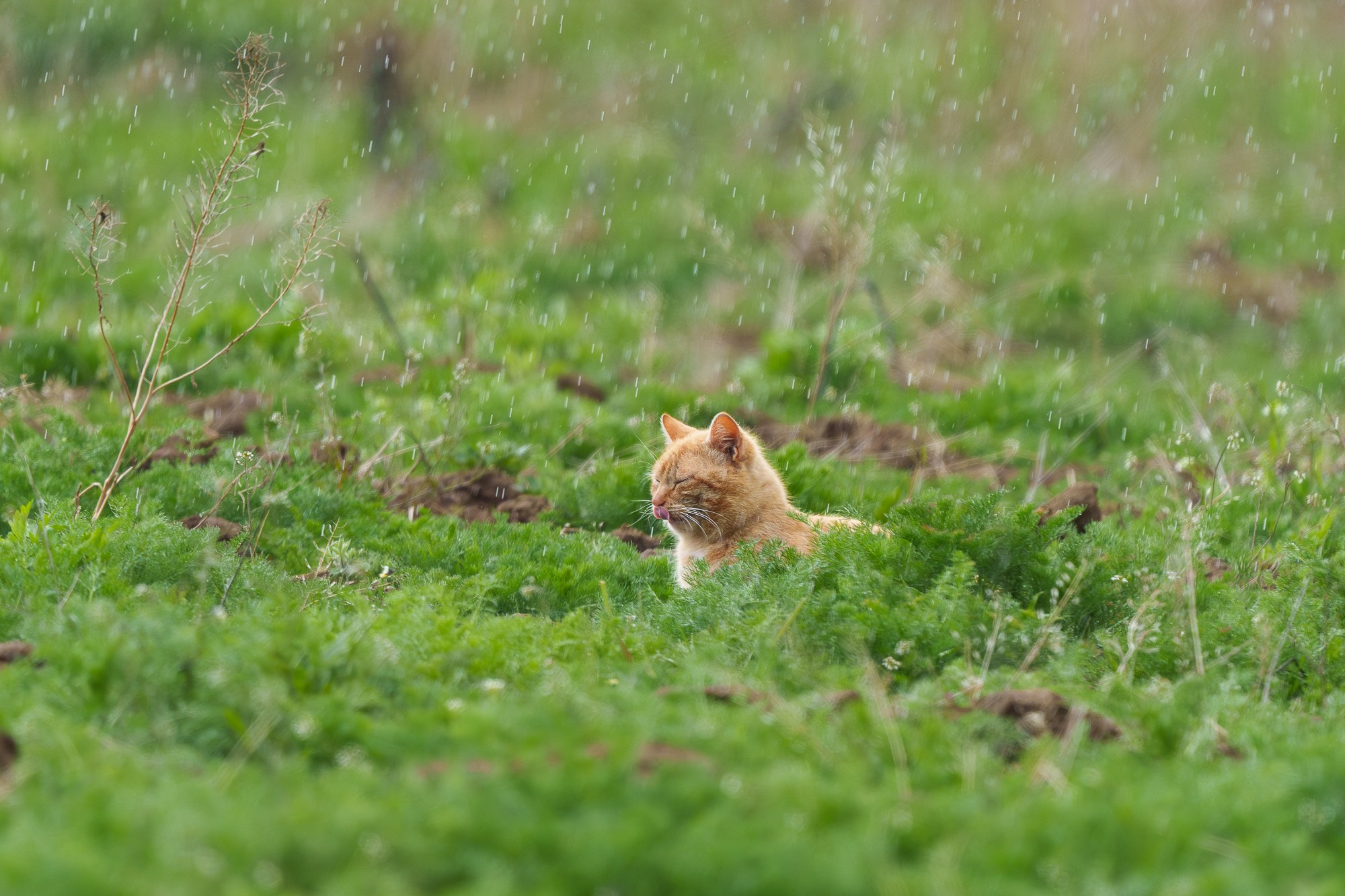 Животные. Ваш личный фотограф Марина Волкова