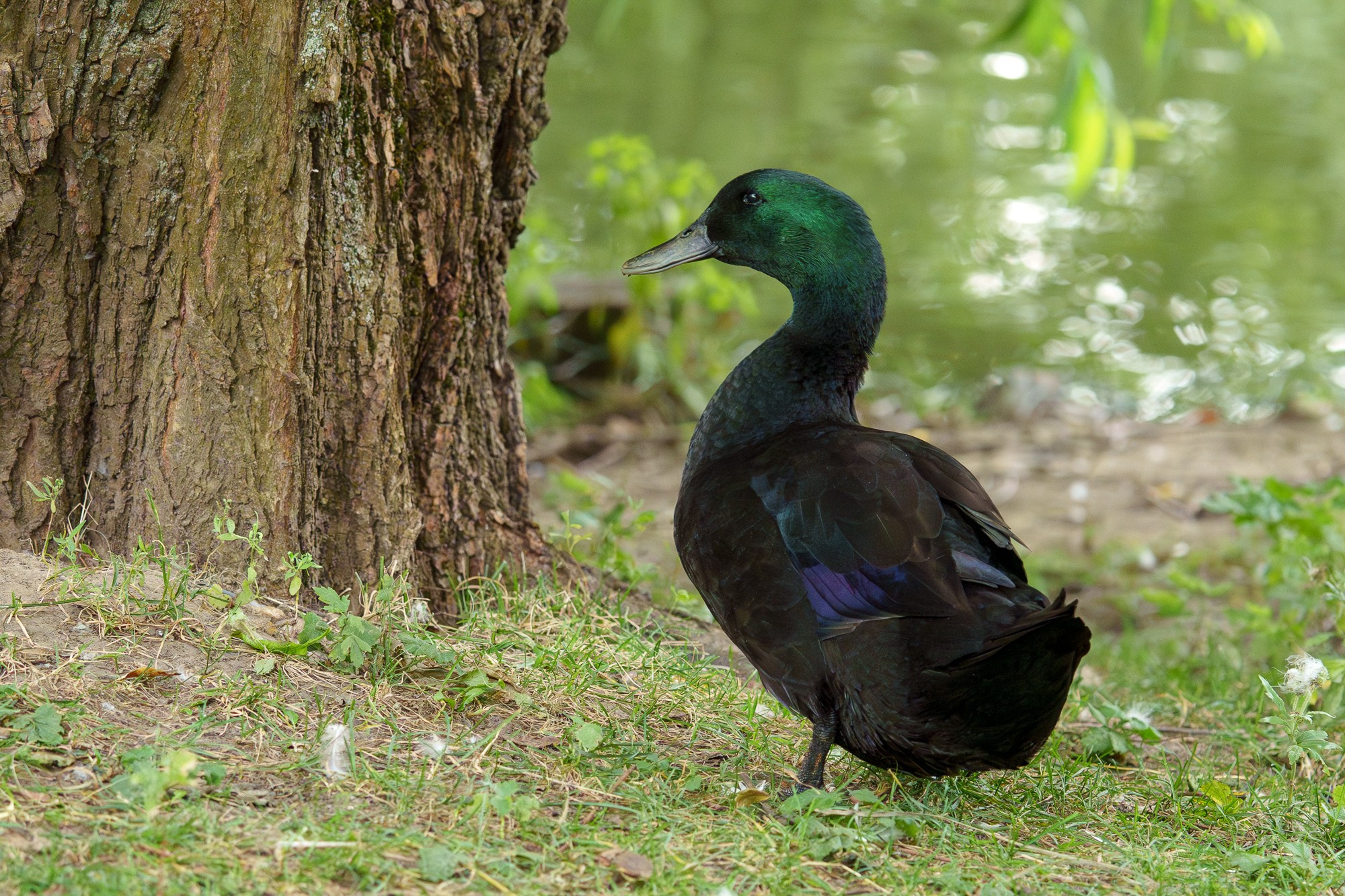 Удивительные мир птиц. Вокруг нас столько прекрасного — присмотритесь!. Ваш личный фотограф Марина Волкова