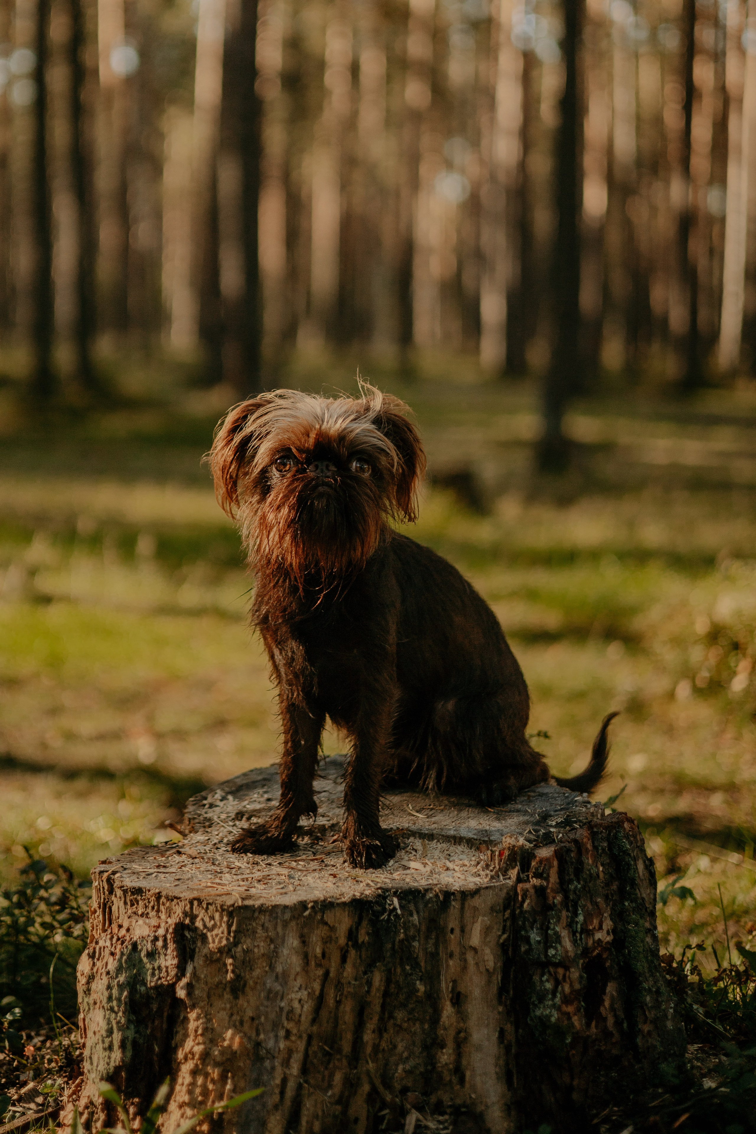 Катерина & Лунка. Фотограф — анималист •love-story•|Санкт-Петербург