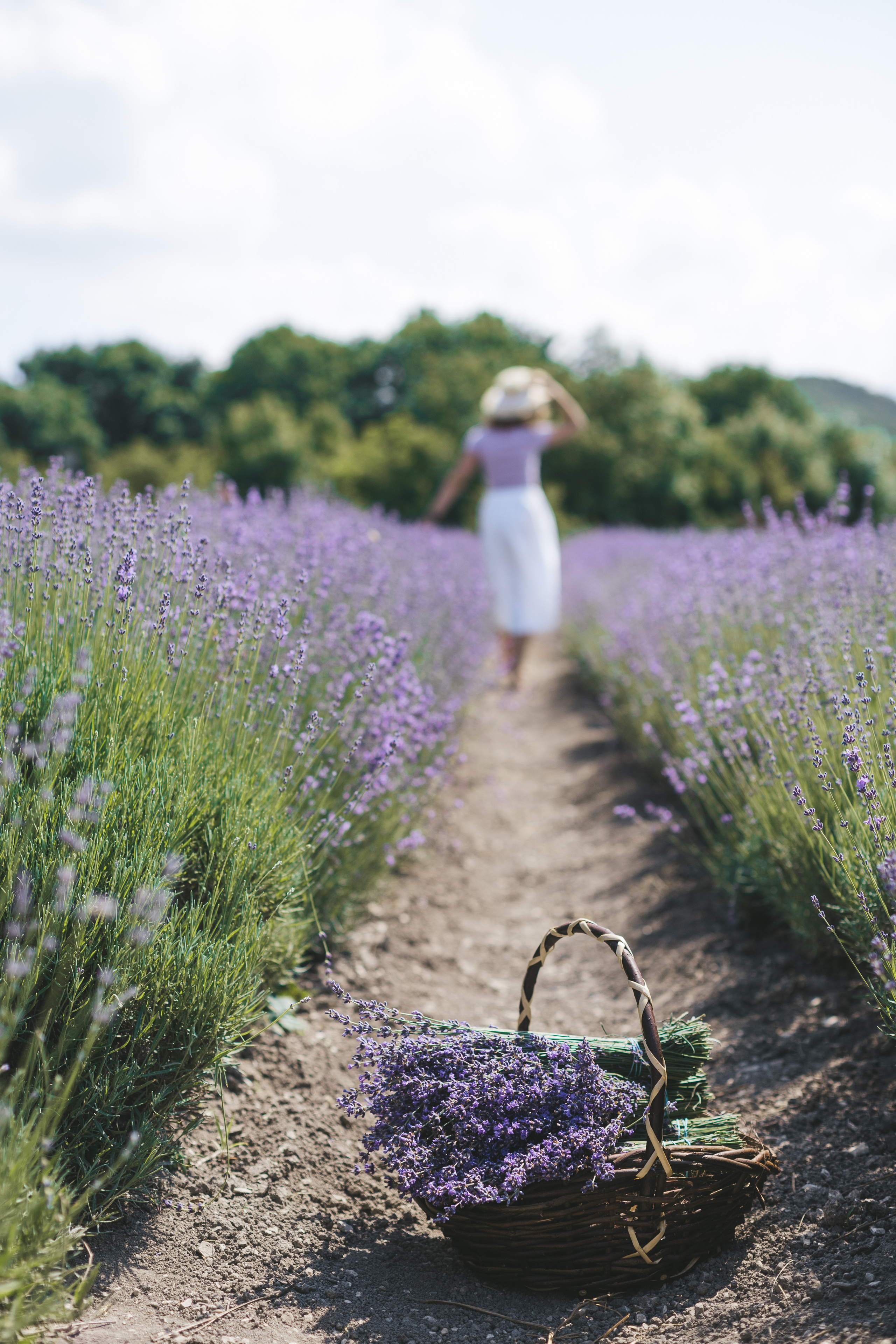 Лавандовое настроение. Фотограф в Краснодаре
