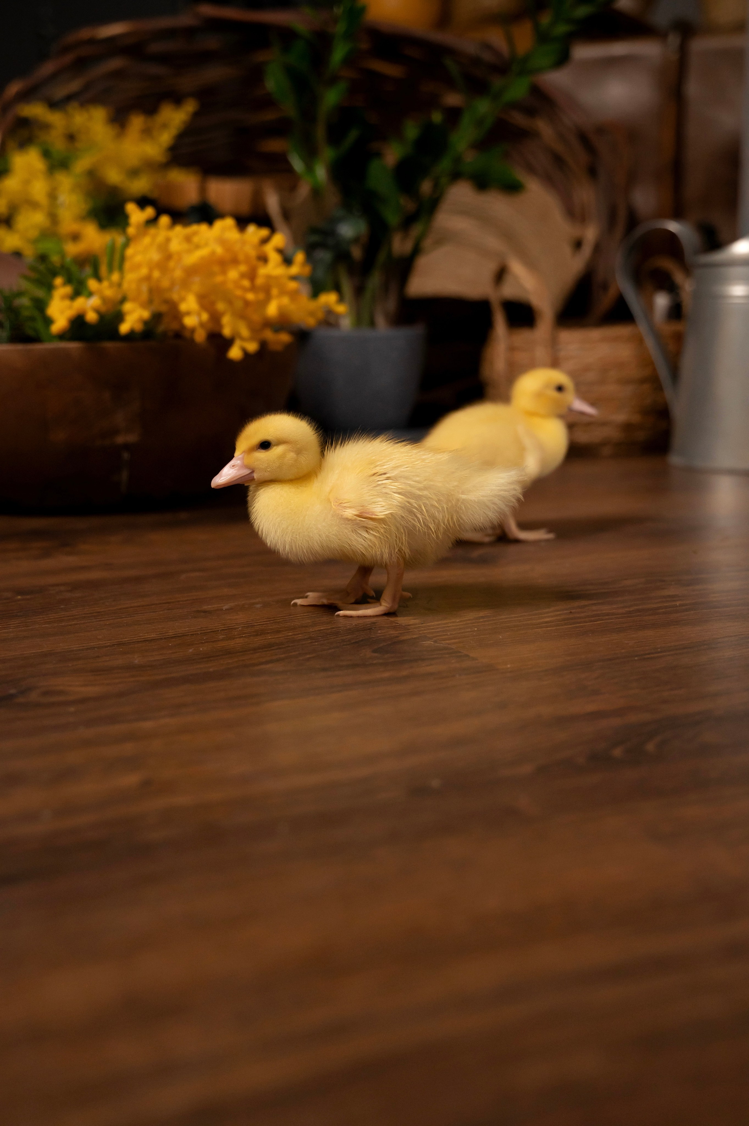 Купание утят. Елена Задорина