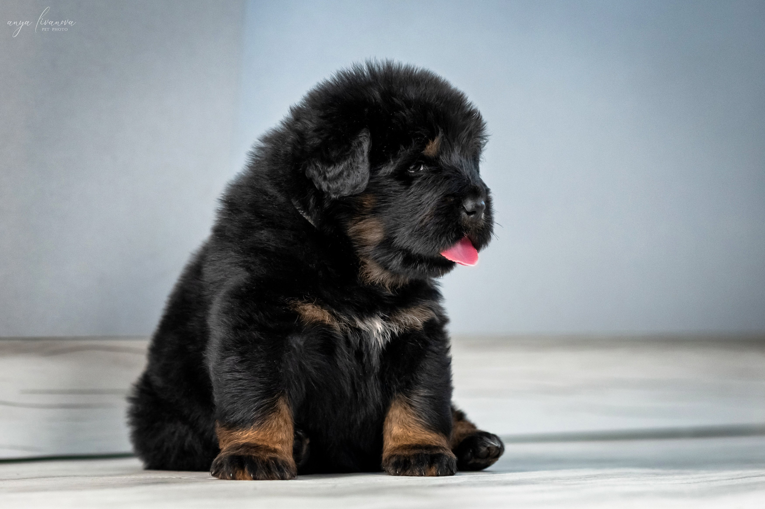 Тибеты. Фотограф анималист Аня Ливанова | Рыбинск