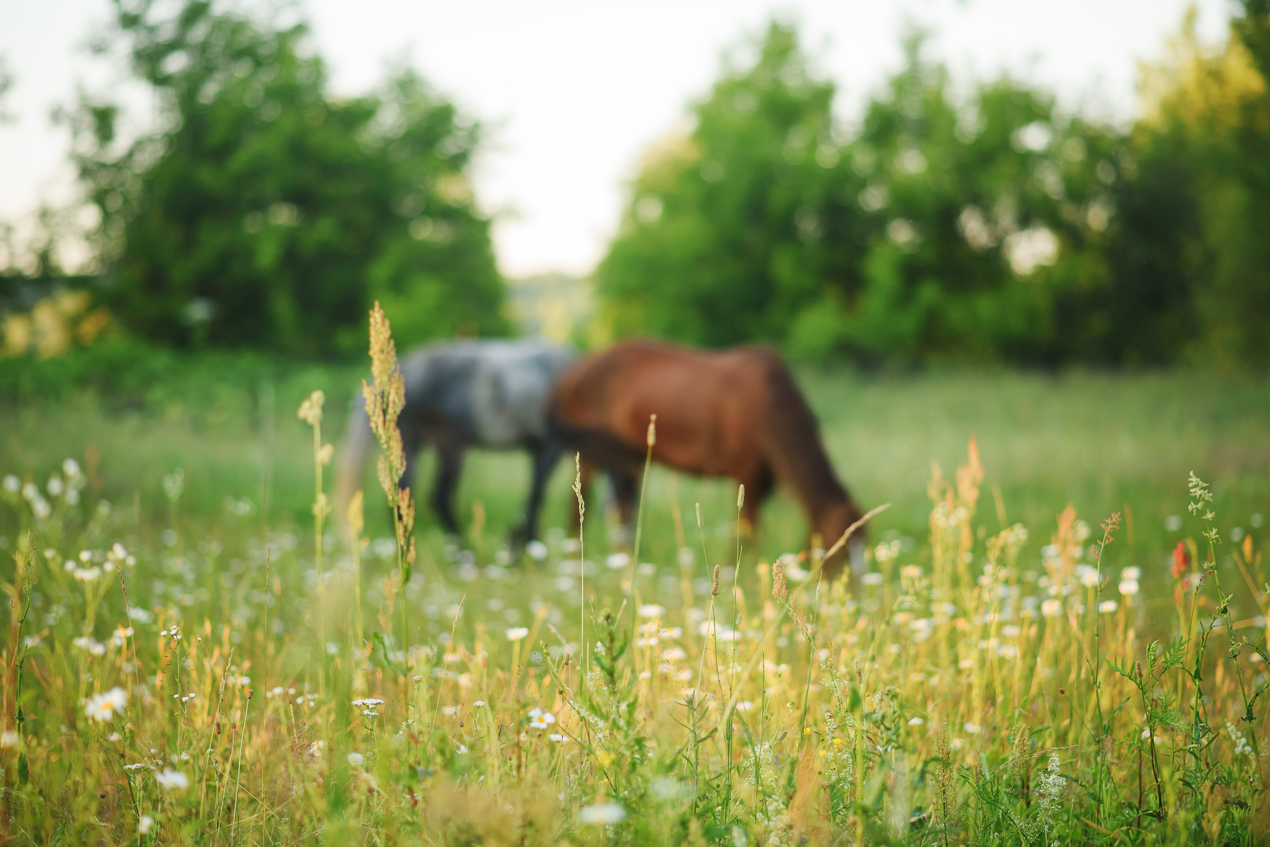 Дакар и Рамина — 29.06.2024. Фотограф — Анималист | Анна Абрамова