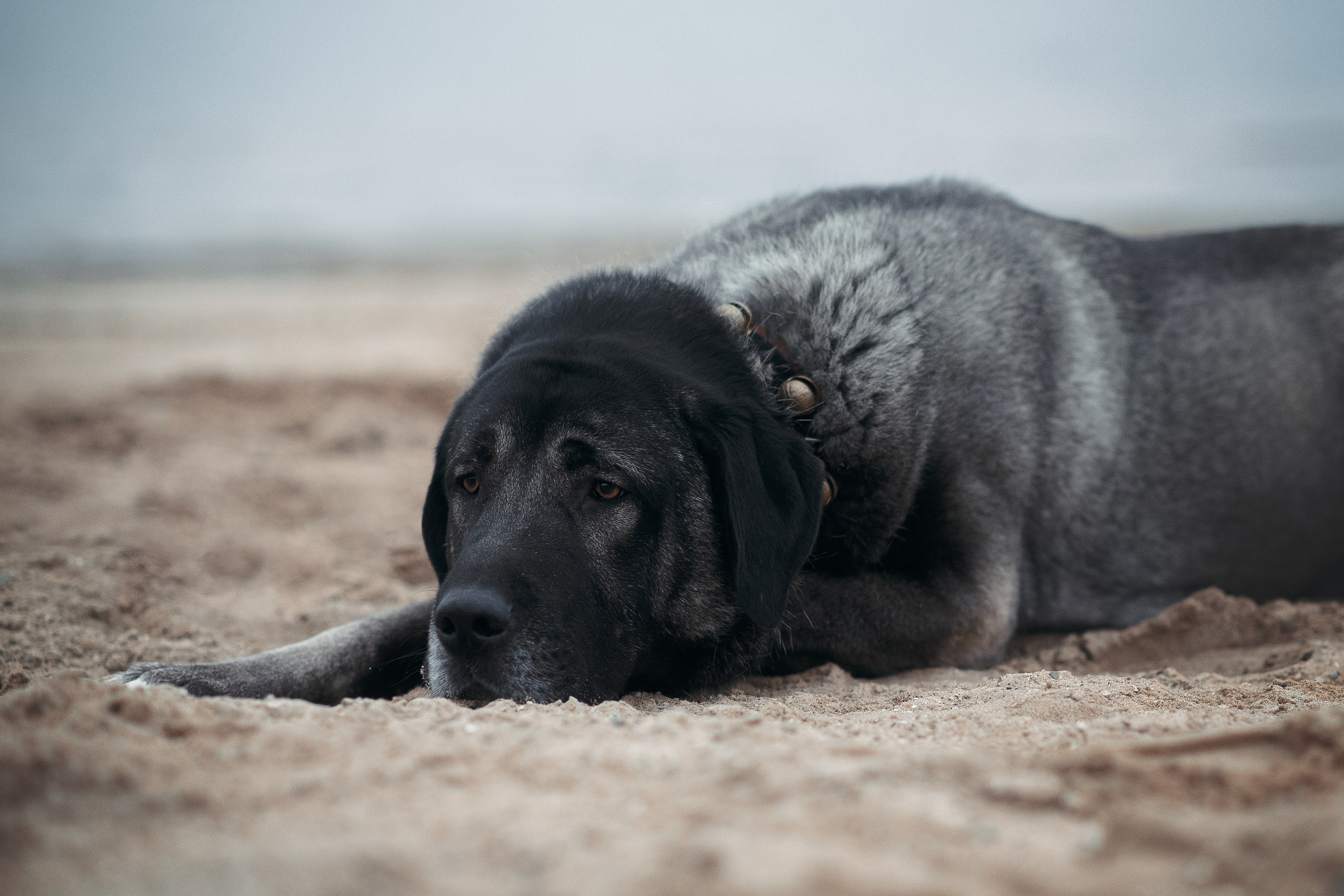 Турецкий кангал Дикили — 20.10.2024. Фотограф — Анималист | Анна Абрамова
